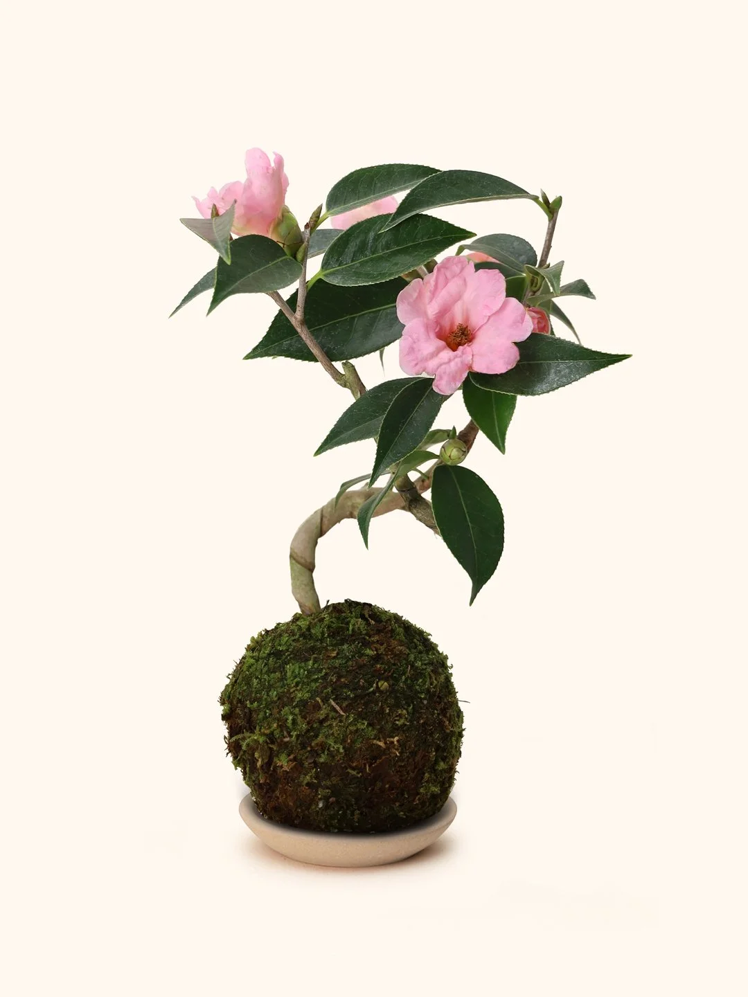 Camillia-Kokedama_b-saucer.jpg