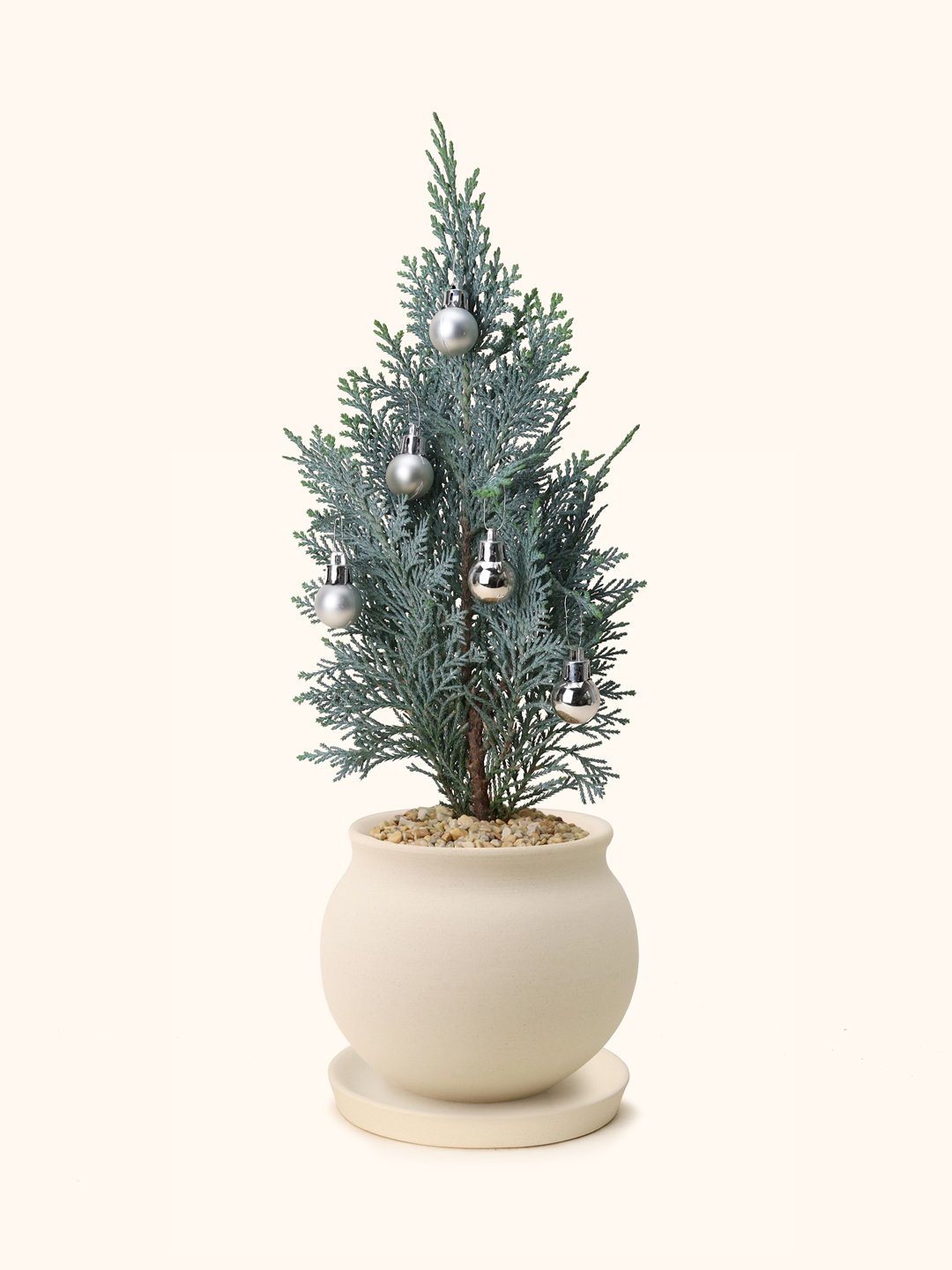 Blue-Cypress-moon-pot.jpg
