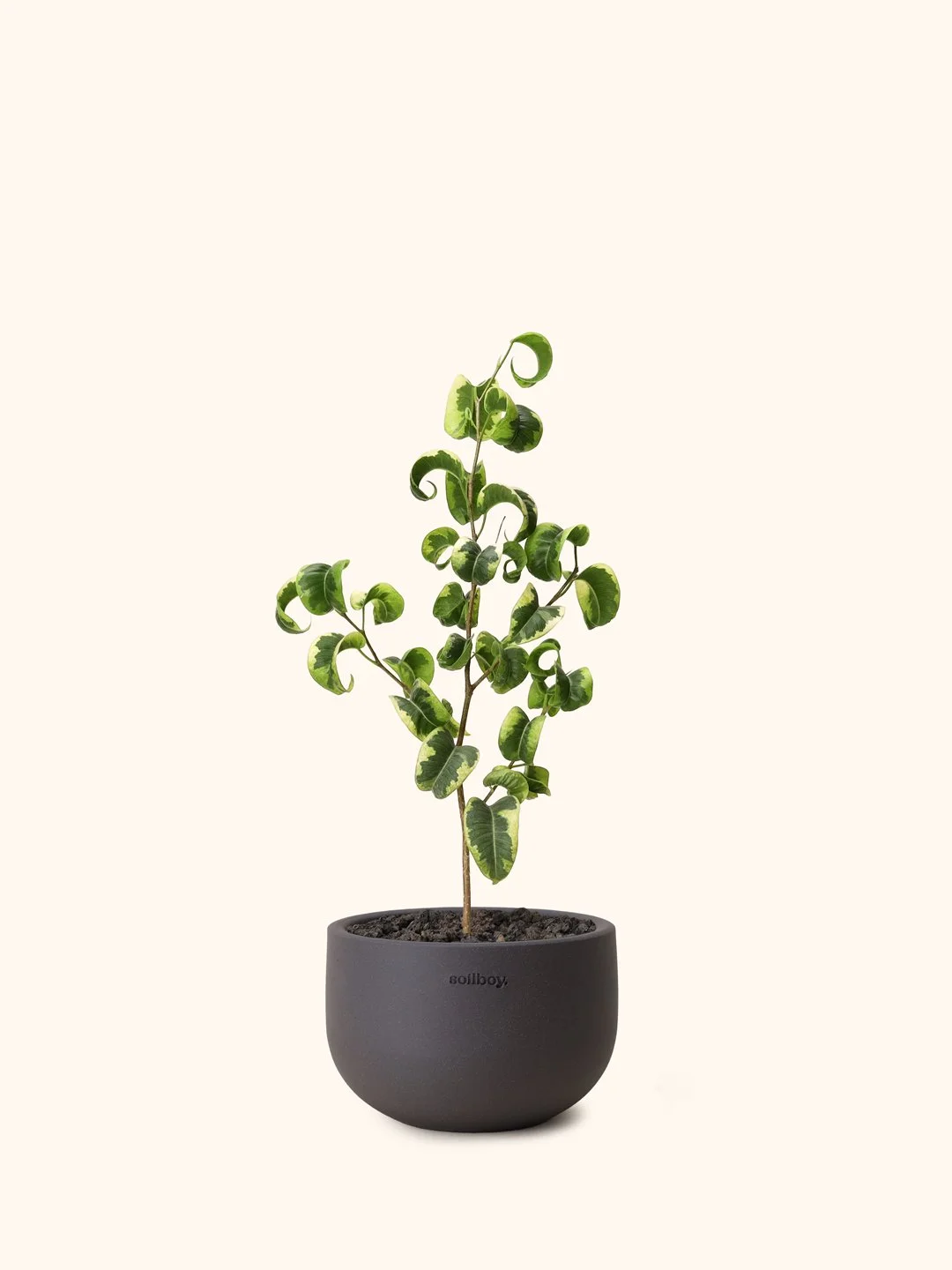 Var-Ficus-Benjamina-obj2-c.jpg