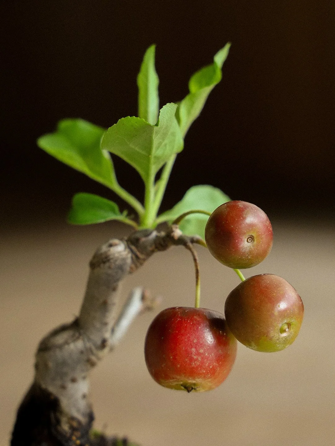 crabapple01-cu.jpg