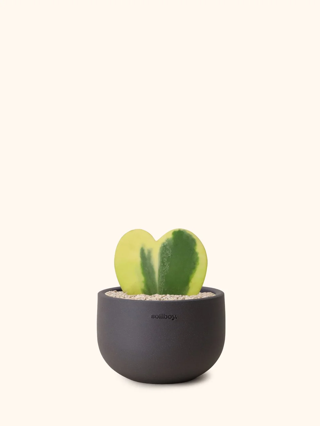 Variegated Hoya Kerrii