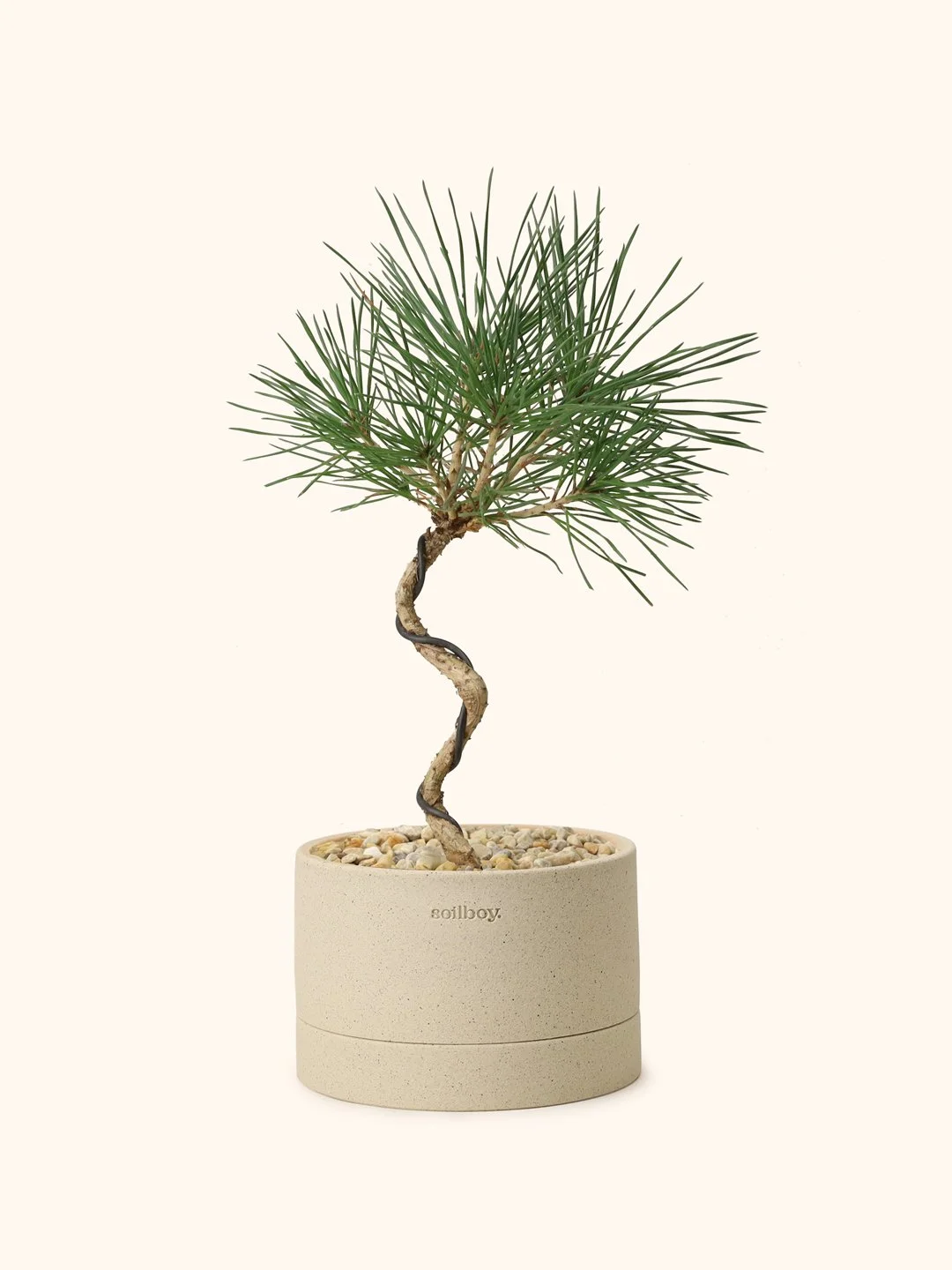 Young-Black-pine-flat-s.jpg