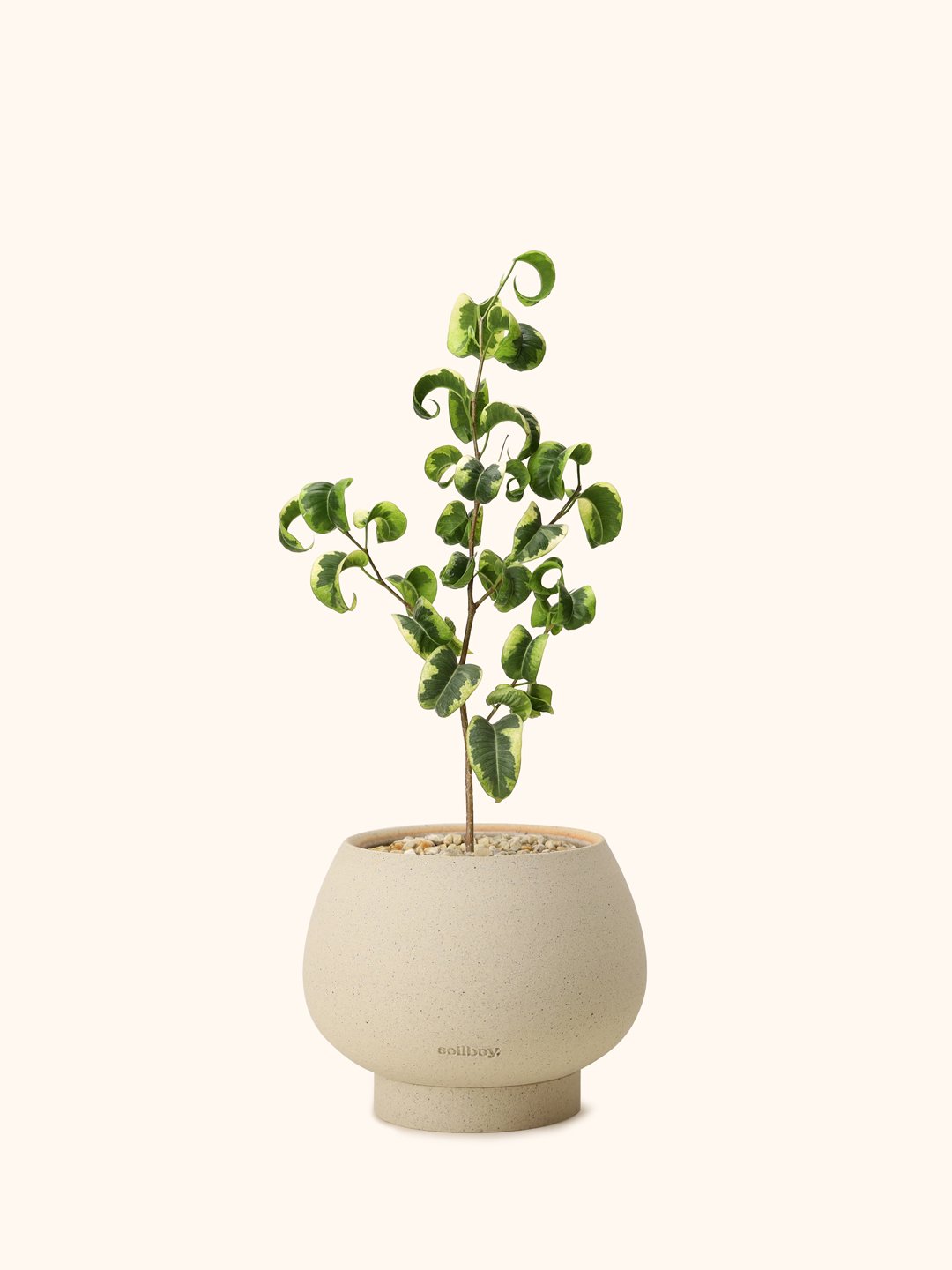 Var-Ficus-Benjamina-orb-s.jpg