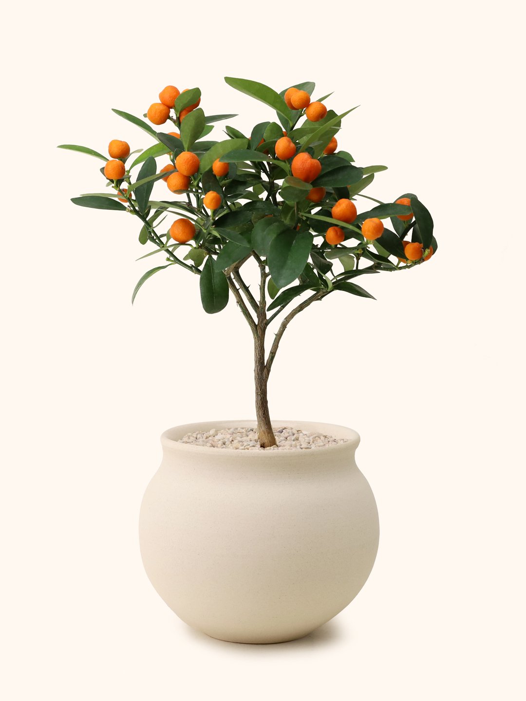 Citrus-Tree-moon-p2.jpg