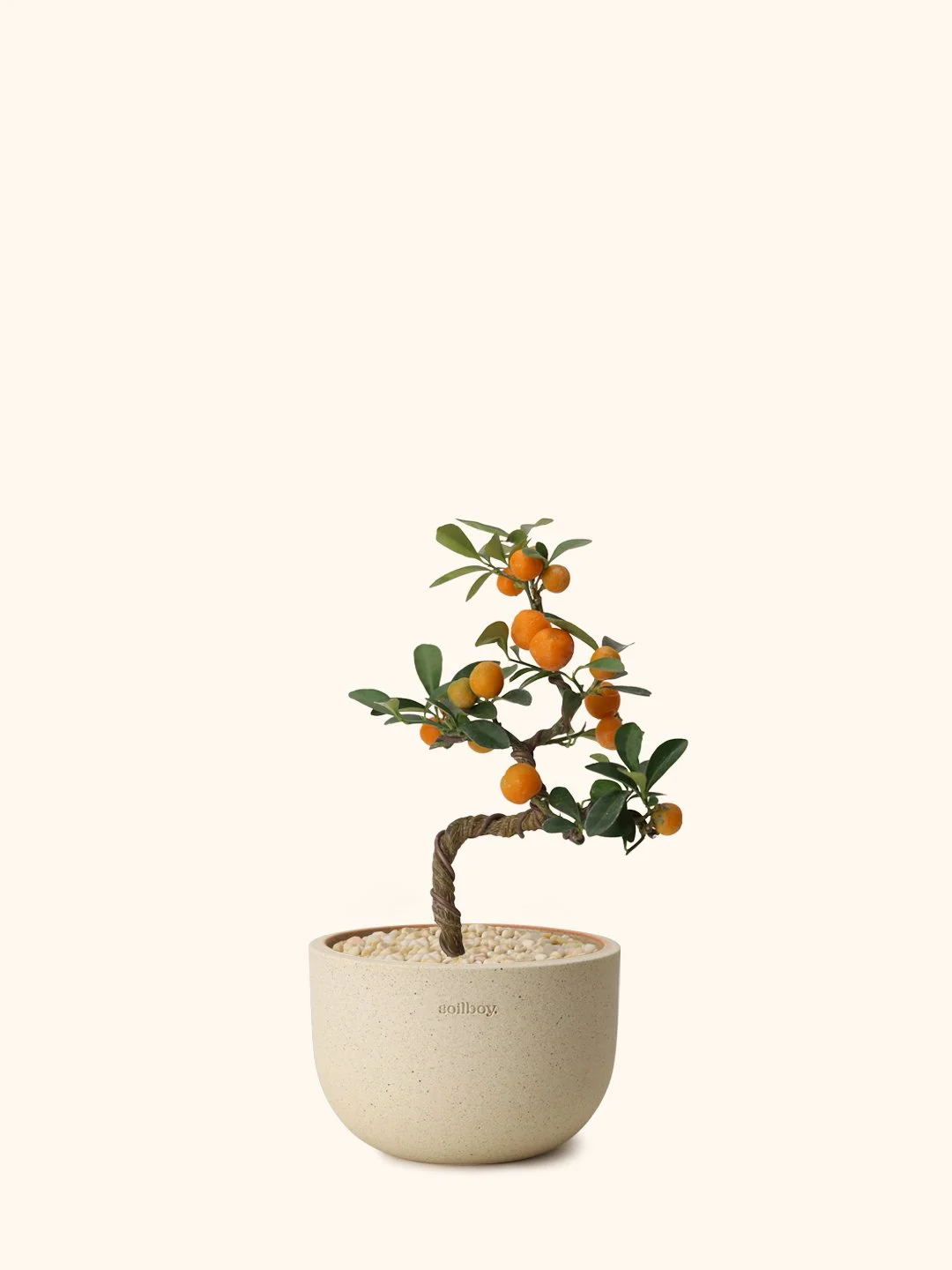 Mini Citrus Bonsai (Japan)