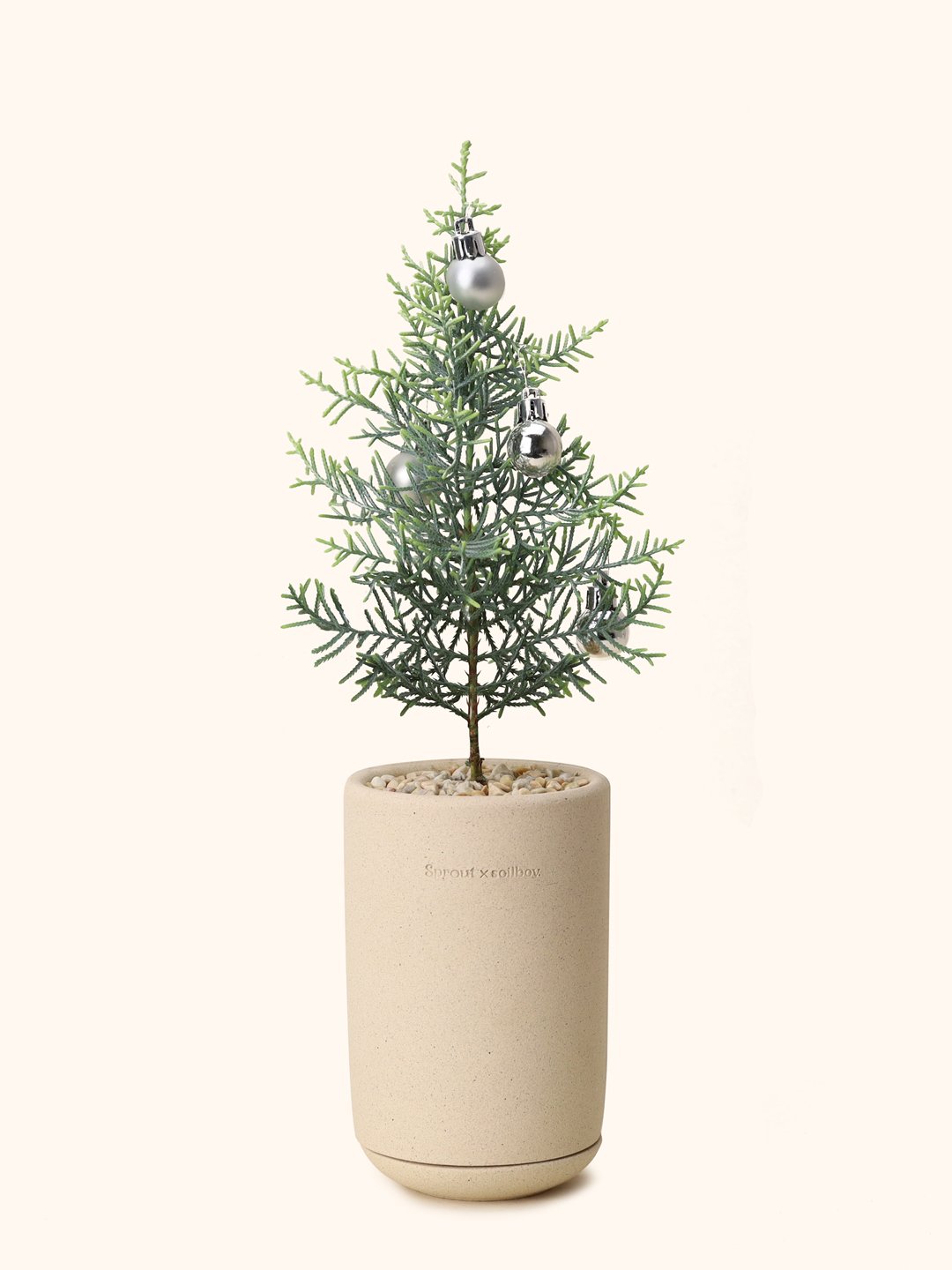 Juniperous-Cypress-Cylinder.jpg