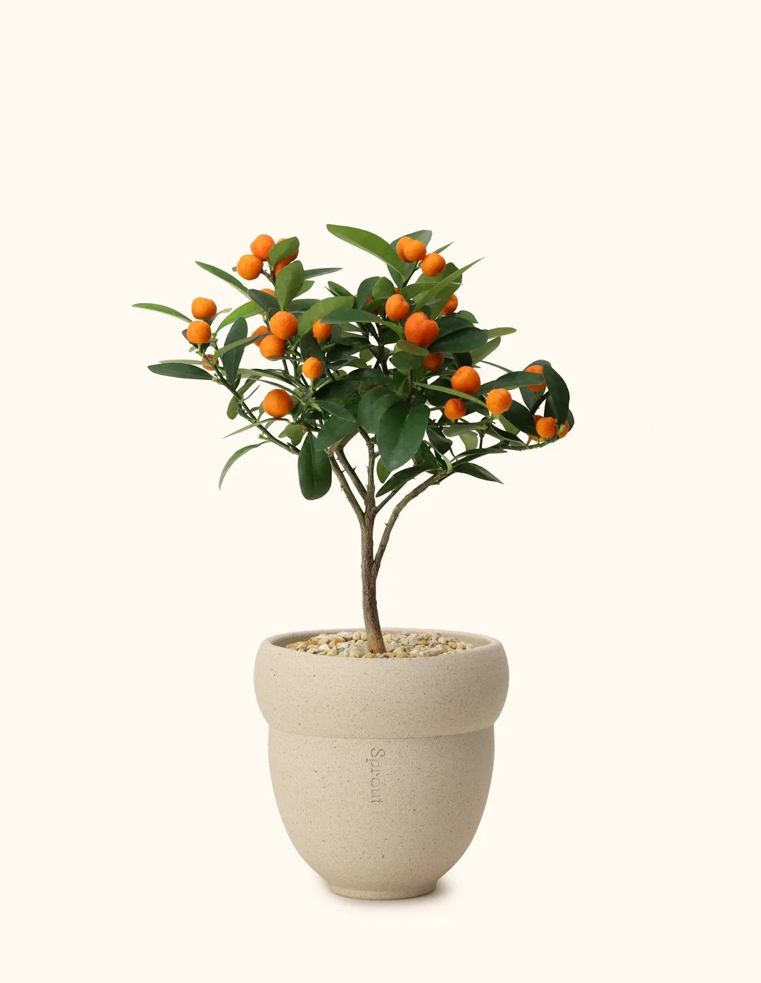 Mini Citrus Tree (Japan)