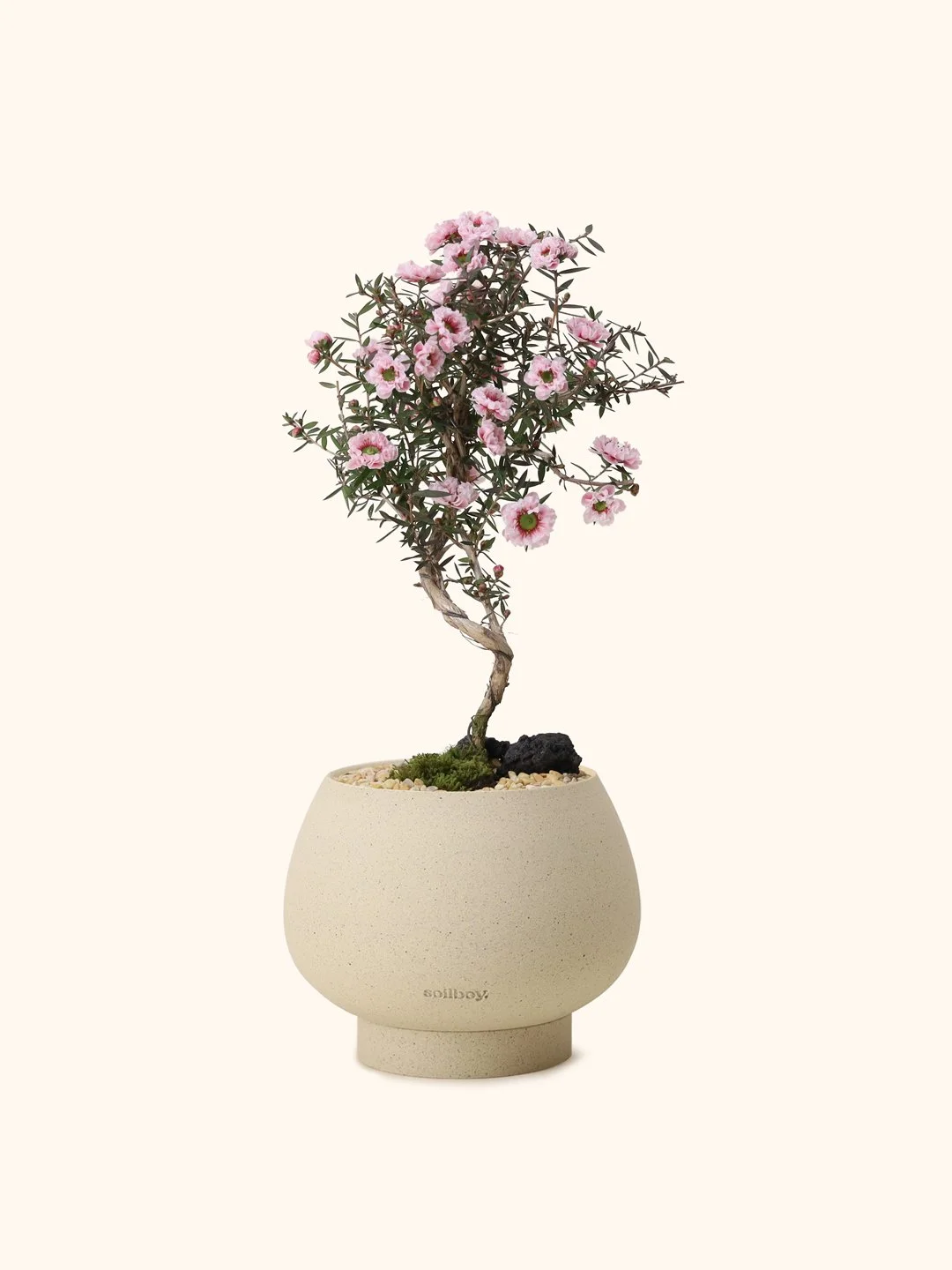 Manuka Myrtle (Japan)
