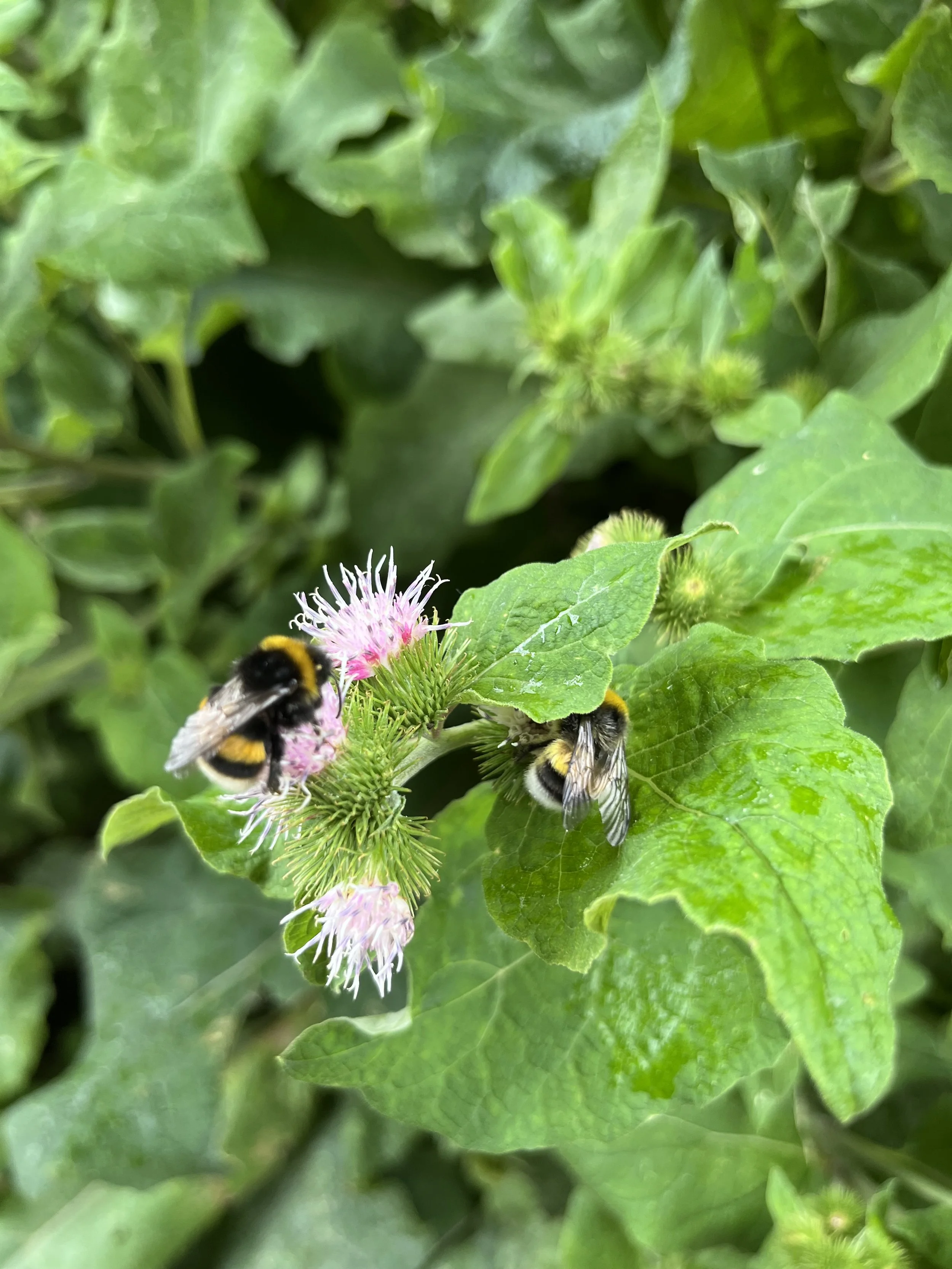 Tuin Volmolen, 13 juli 2025