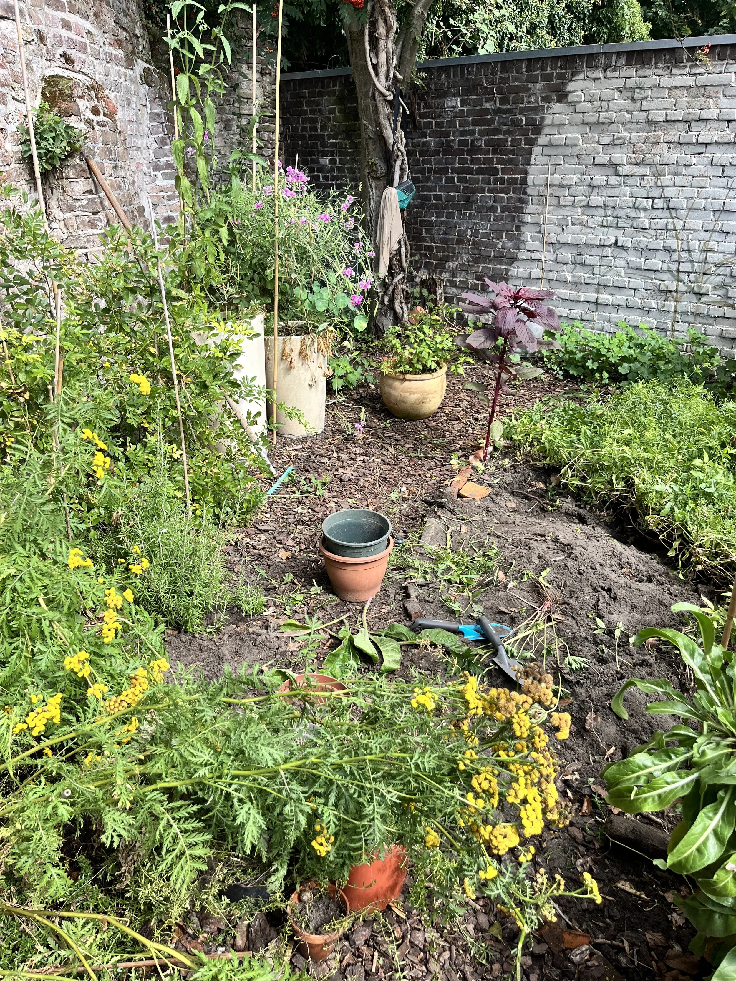 Uitgraven verfplanten, 21 augustus 2026