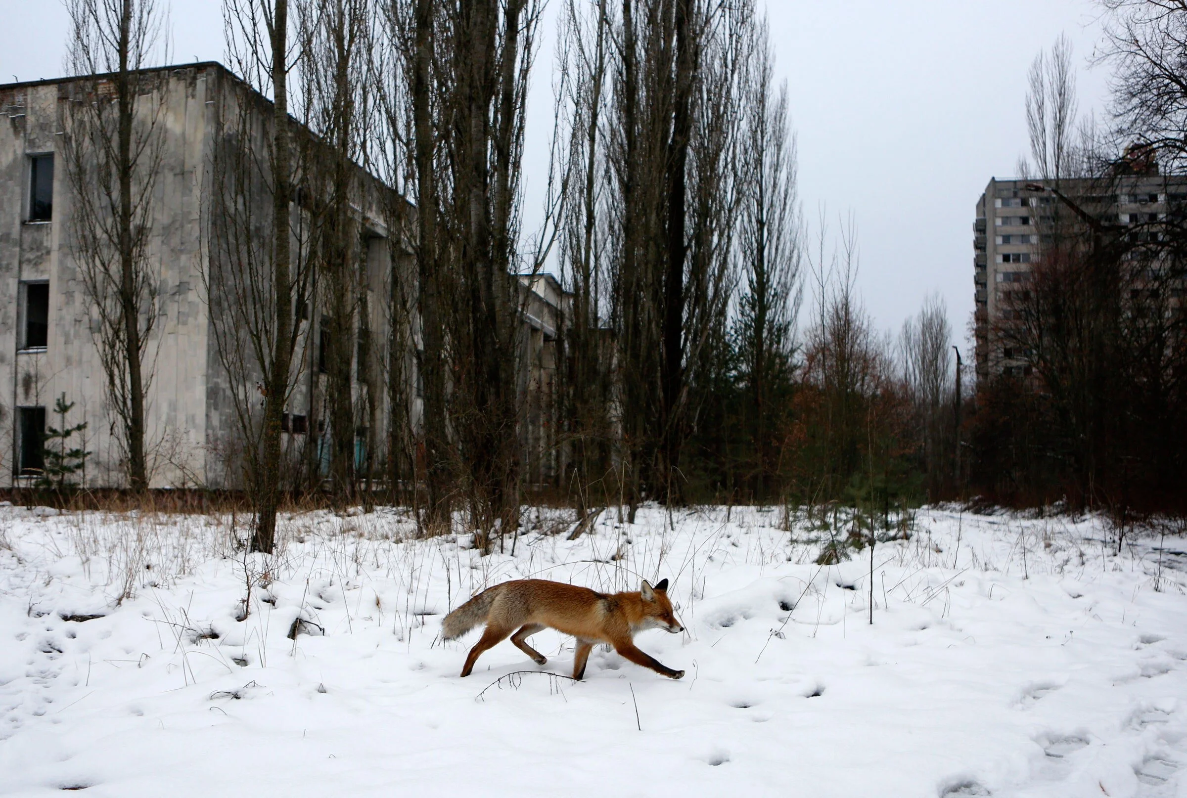 Midnight in Chernobyl