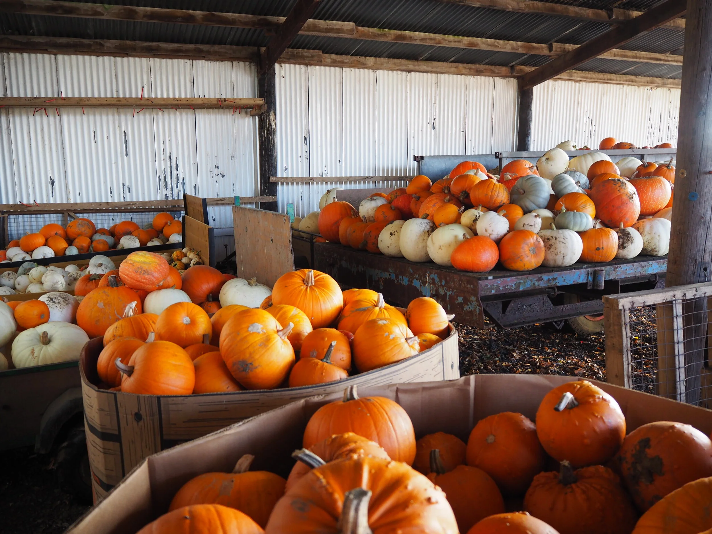 Wrentham Christmas Trees