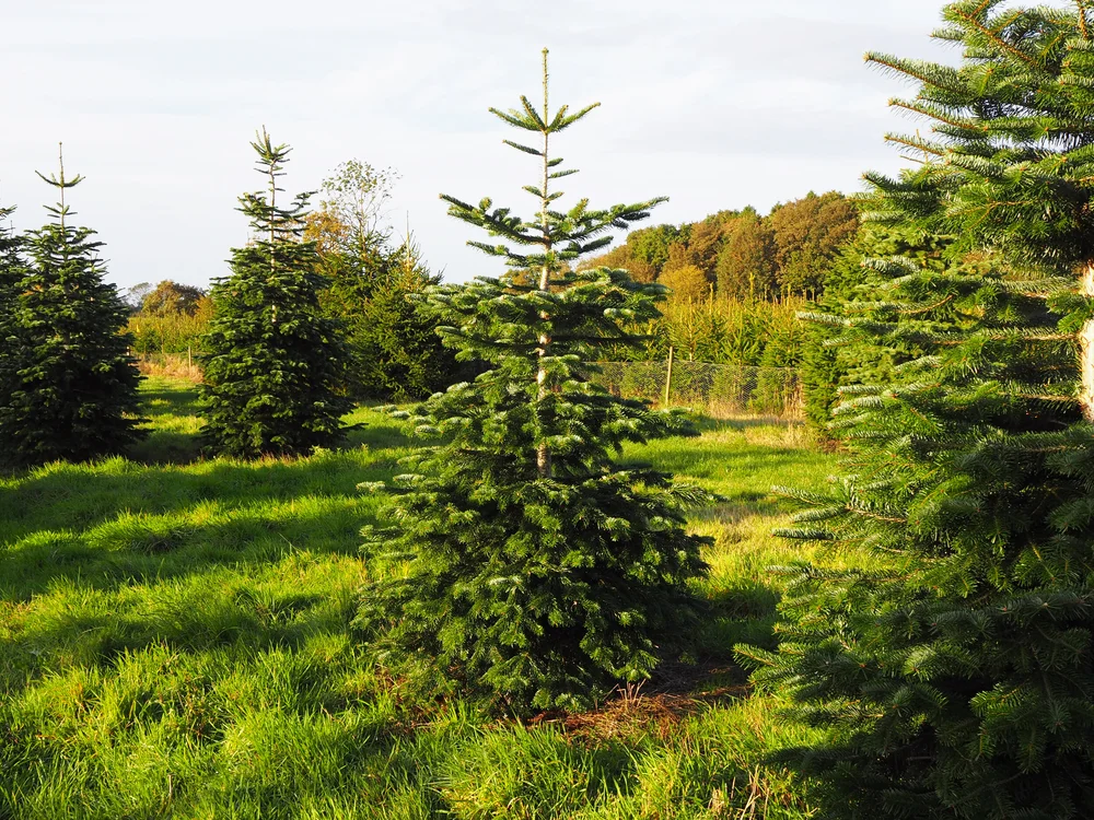 Wrentham Christmas Trees