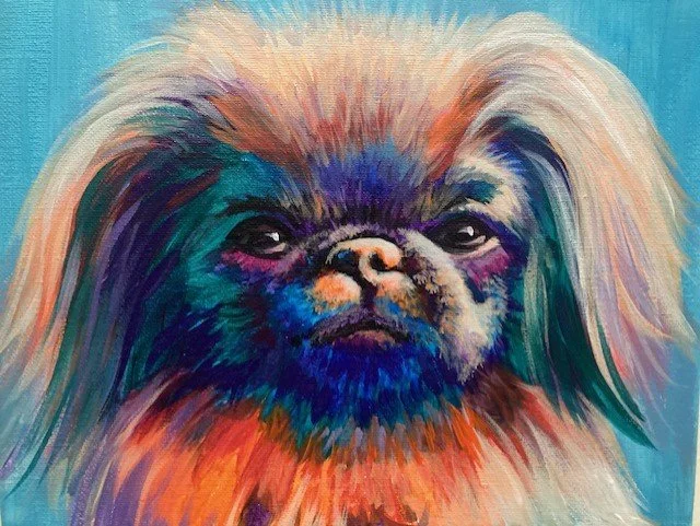 My little  Peke - Oakland