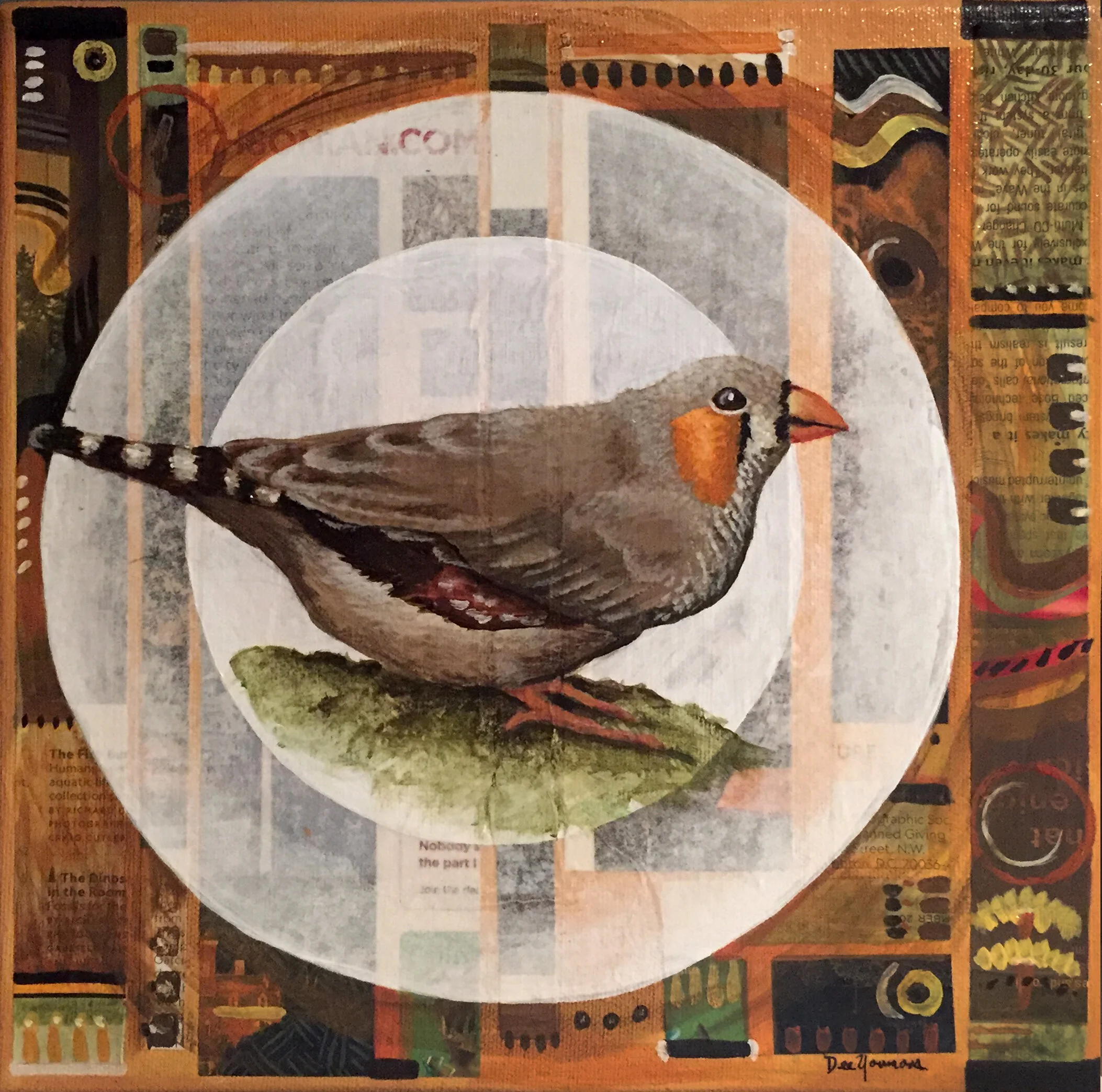 Zebra Finch 6 x 6  multimedia gallery wrapped $220