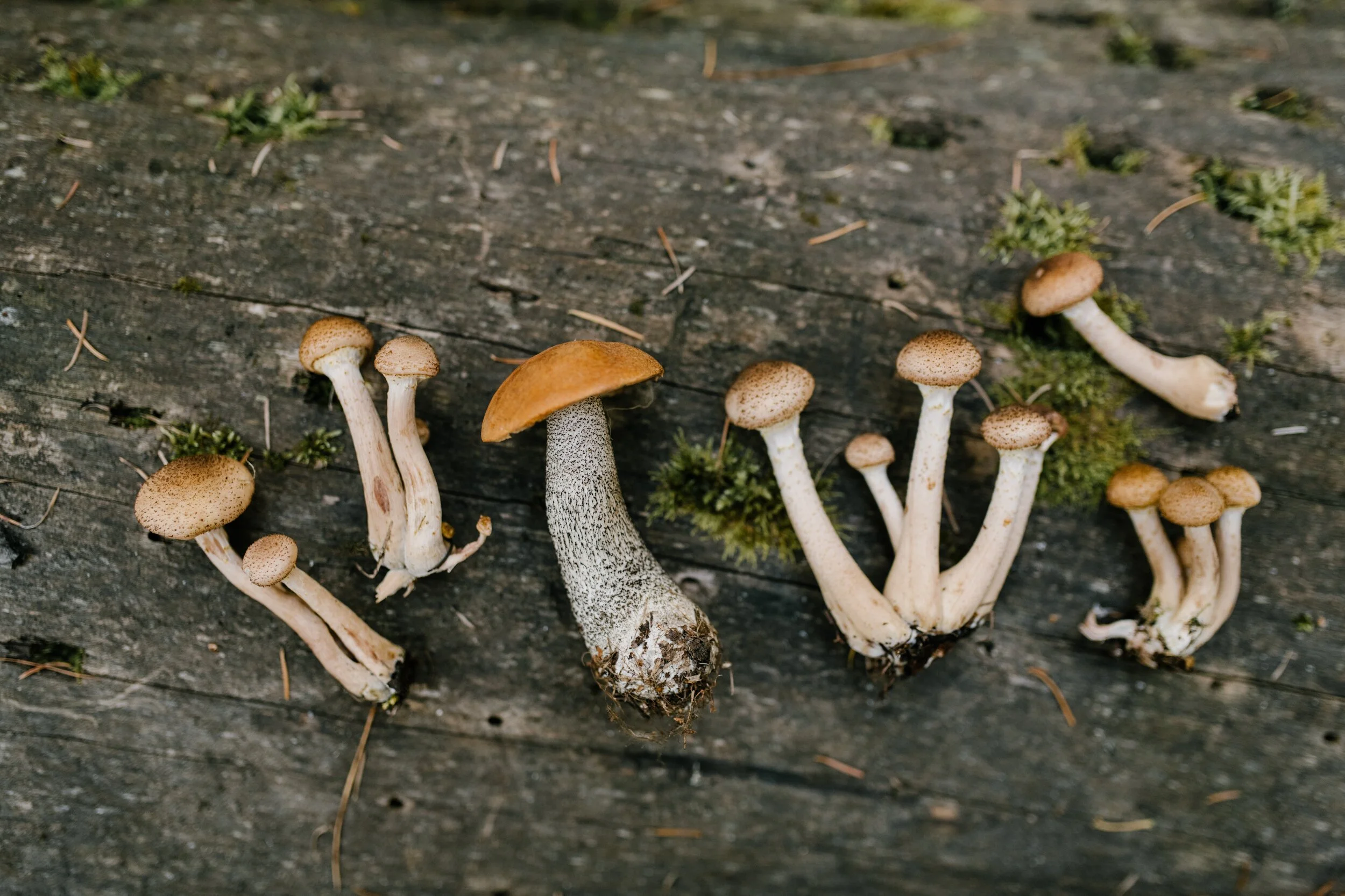 Could Mushrooms Be the Future of Health &amp; Wellness?