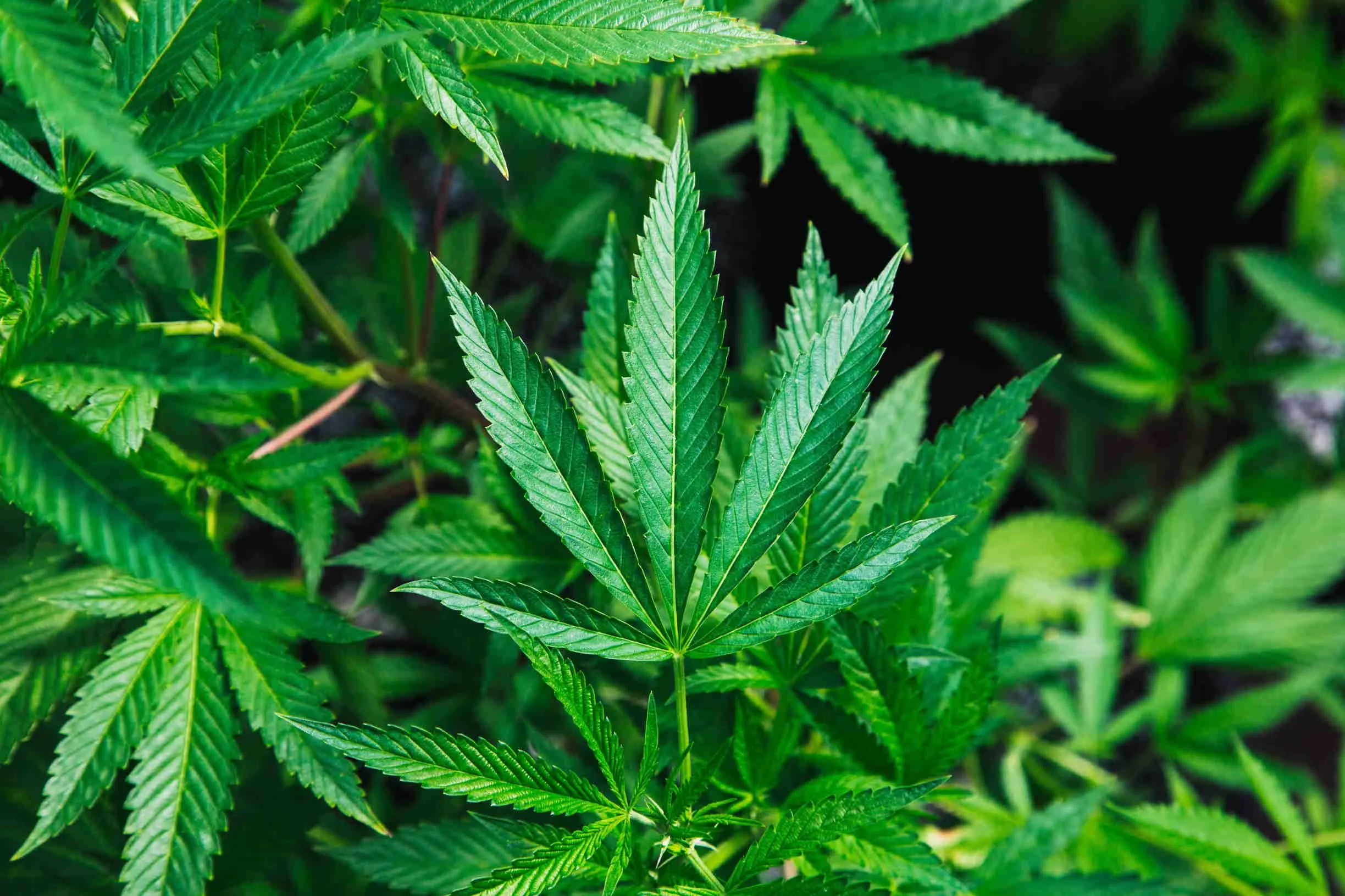 Biggest Ever Patient Study of Medicinal Cannabis Consumers Conducted in Europe Goes Live