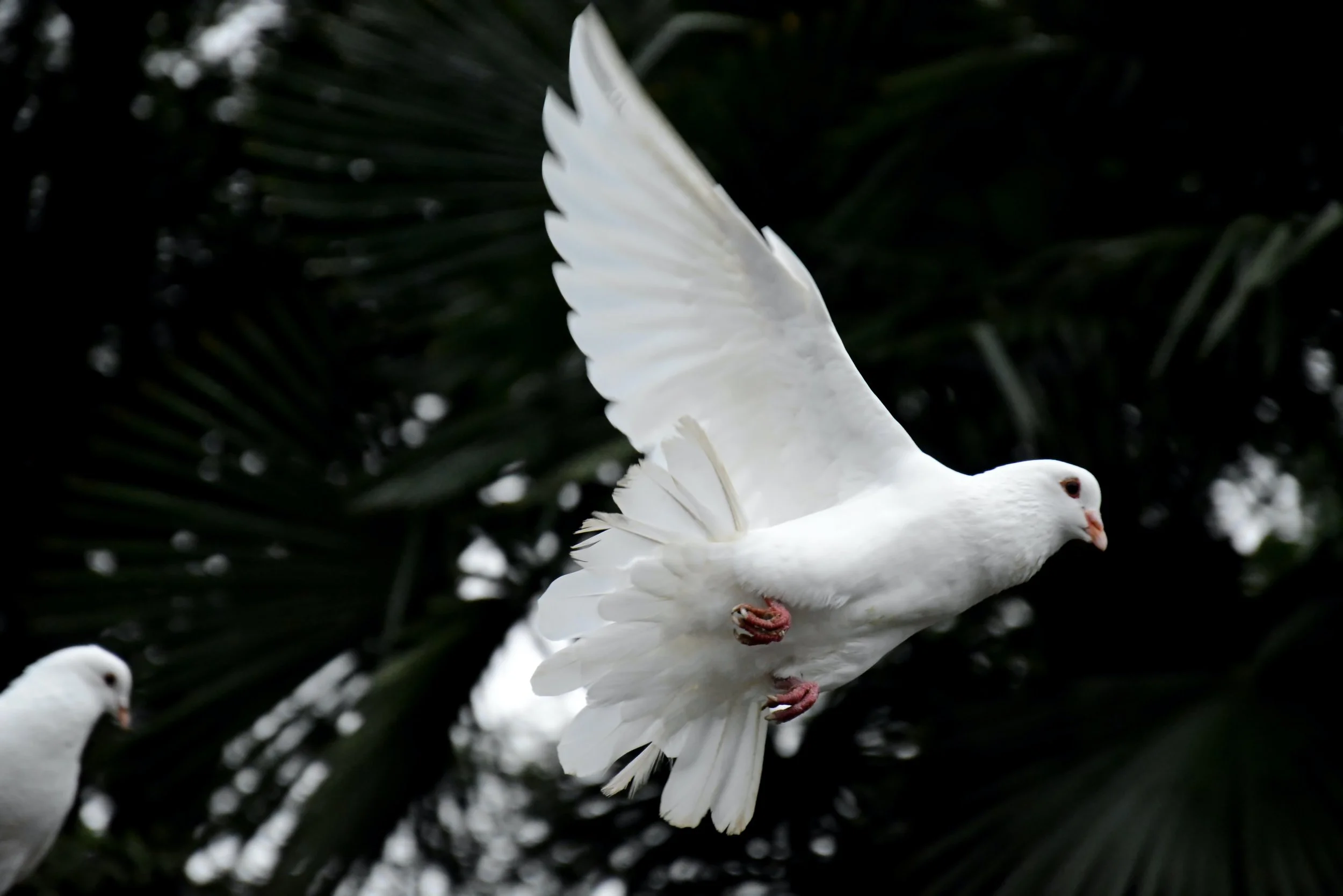 Tribute to Roxanna Cojan