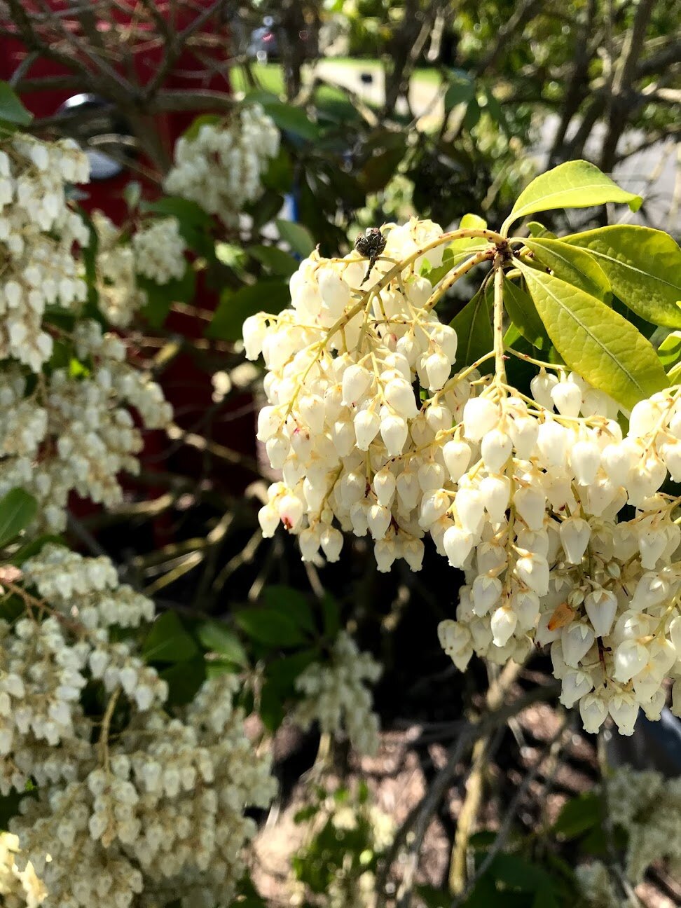 Break into Blossom