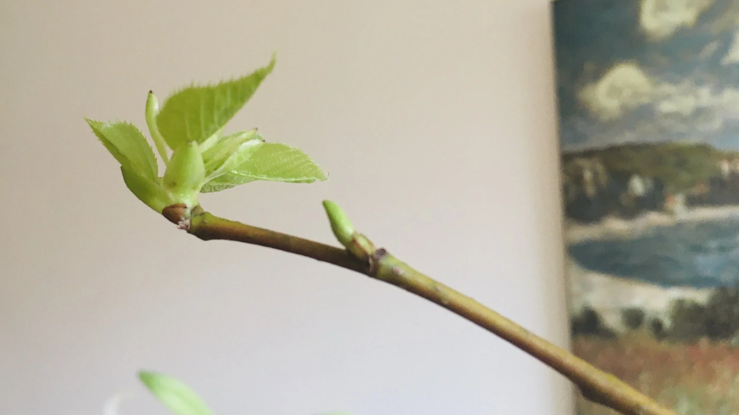 Distance Learning Program — The Seminary of The Christian Community of ...