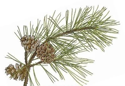 Pine Essential Oil