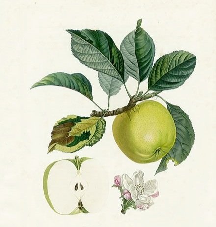 Apple Essential Oil