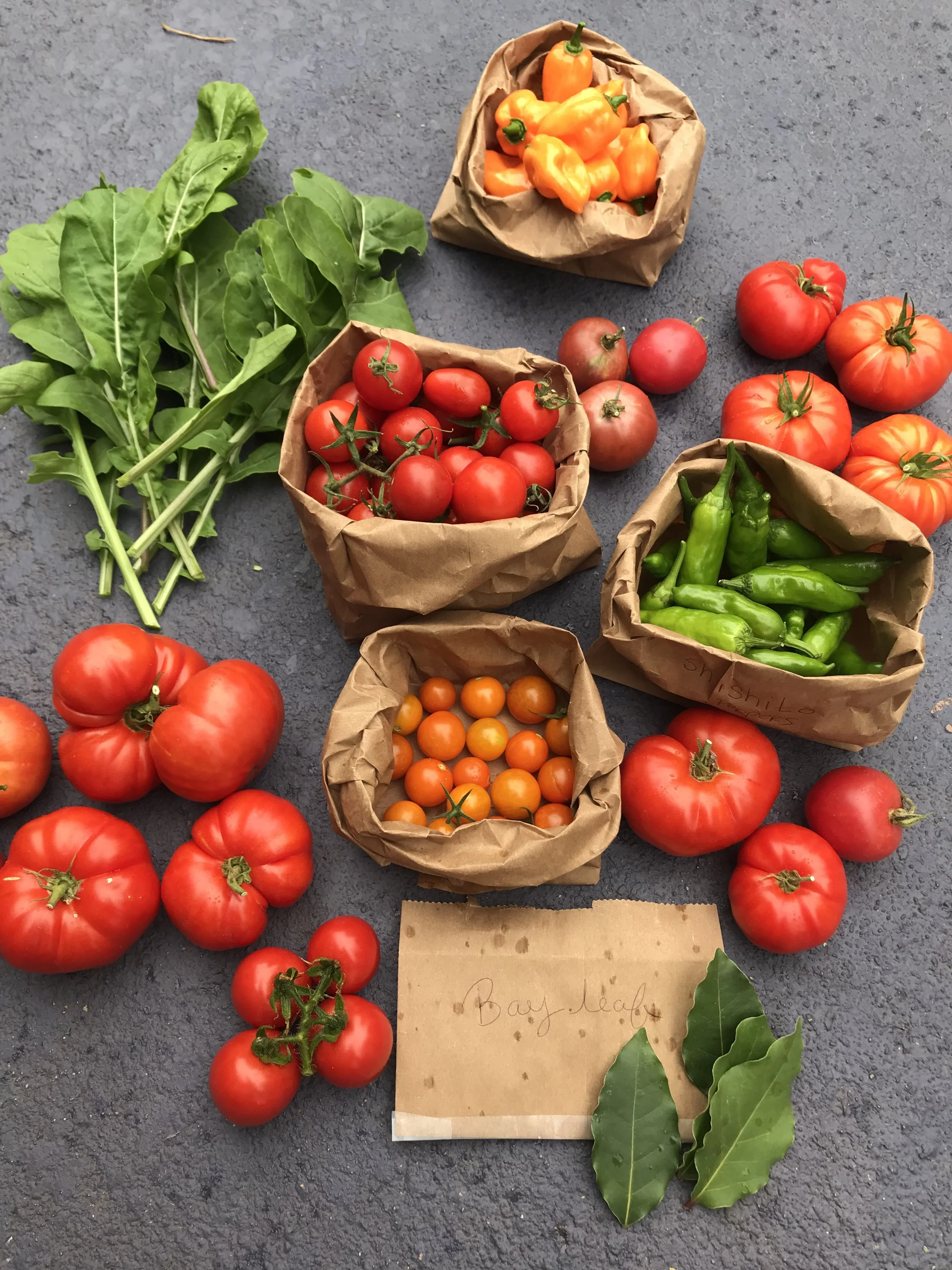 floracotta summer harvest.jpeg