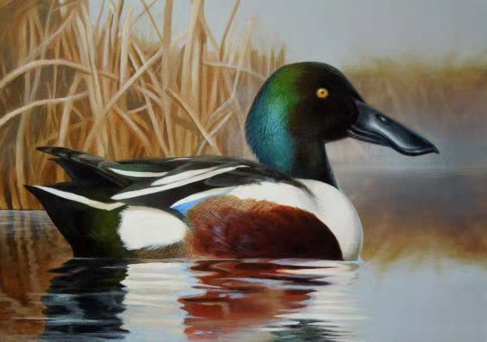 Alrighty, local friends, I'm on the hunt for duck references! Specifically, I'm looking for Northern Shovelers (I've attached a painting and scratchboard I've done of them in the past). So if you have seen any lately or have access to an area they ma