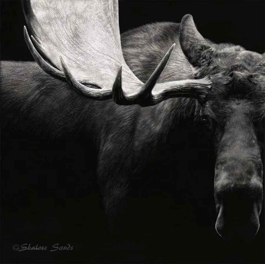 So very thrilled, honored, and grateful to learn that &quot;Resolute&quot; was juried into the 64th Annual Exhibition of the Society of Animal Artists!! 😄 The exhibition will be held at the Sioux City Public Museum in Sioux City, Iowa from September