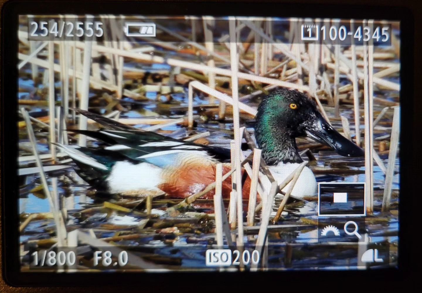 I spent a fun afternoon with Kerry Texley near Echo, MN photographing ducks and birds today! And yes, I found the Shovelers I was looking for. 😁 I didn't get as close as I wanted (that's always the case with ducks), but definitely managed to get som