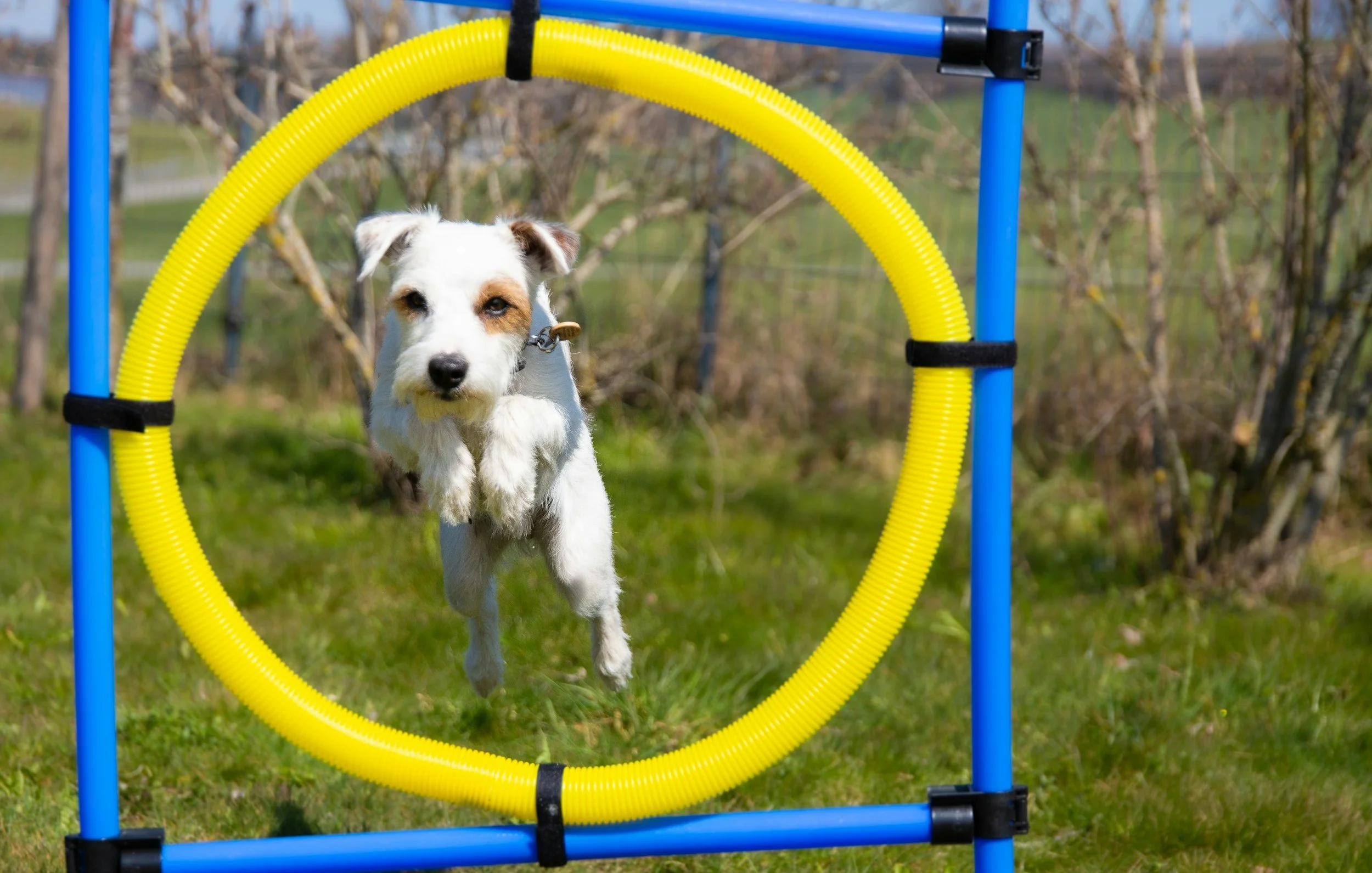Benefits of Dog Agility