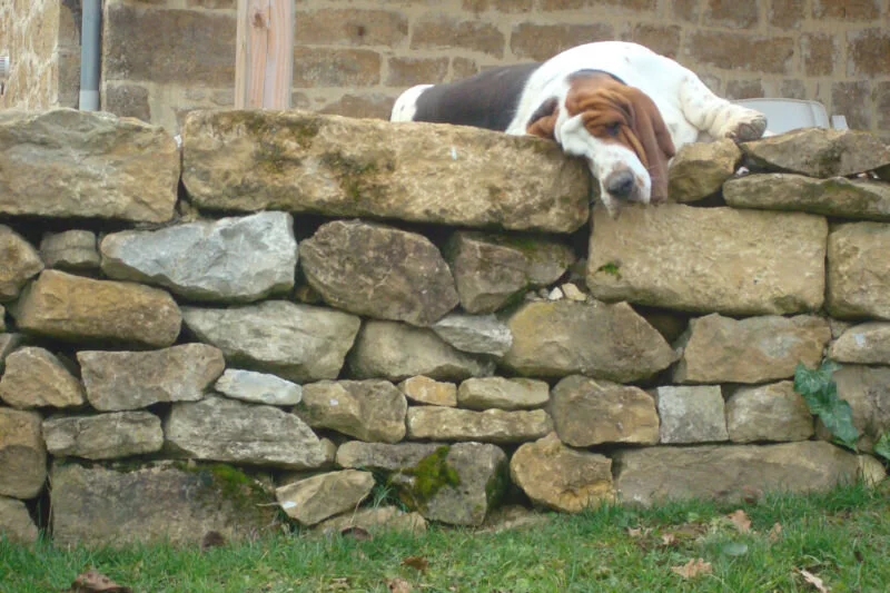 Basset-hound_mâle.jpg