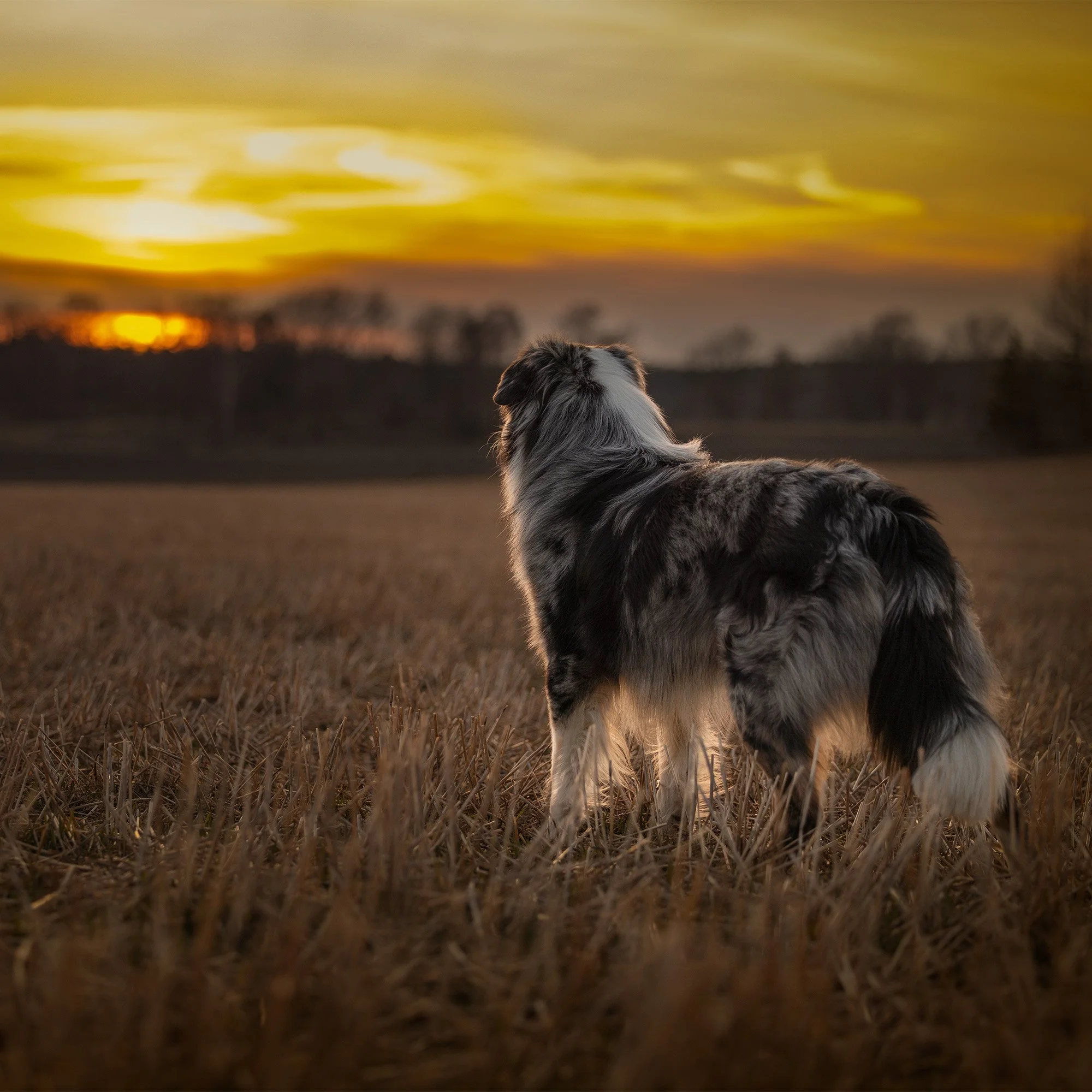 wsunset - Instagram Square.jpg