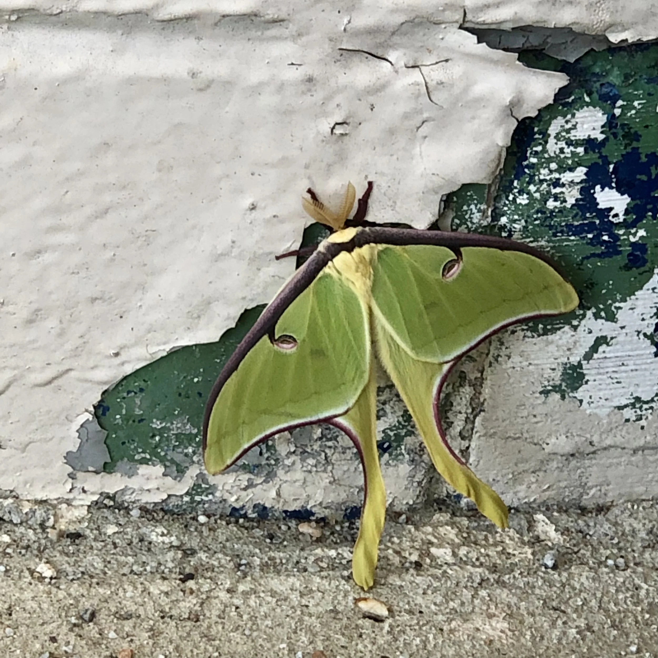 lunar moth | March 30, 22 | Fairburn, GA