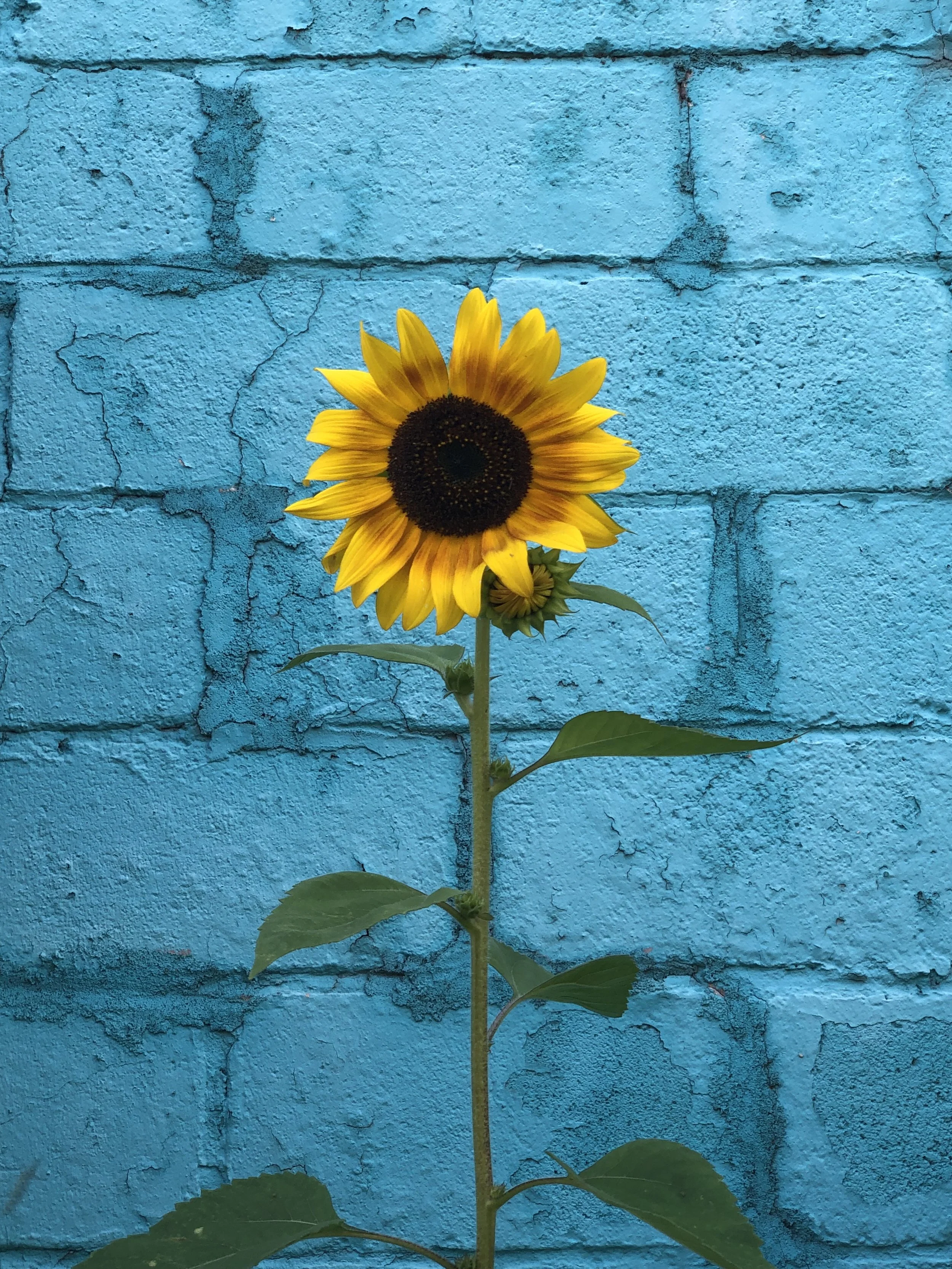 sunflower blue | June 26, 2023 | Dekalb Avenue, Atlanta, GA
