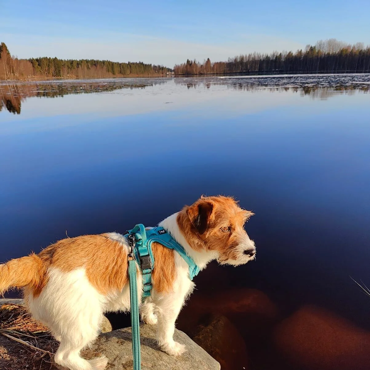 Soon it&rsquo;s Summer and time for my daily morning swims ☀️💦

#jackrussell #jackrussellterrier #dogsofinstagram #dog #jrt #dogs #jackrussellsofinstagram #jackrussellmoments #dogstagram #puppy #instadog #jackrusselllove #dogoftheday #terrier #dogli