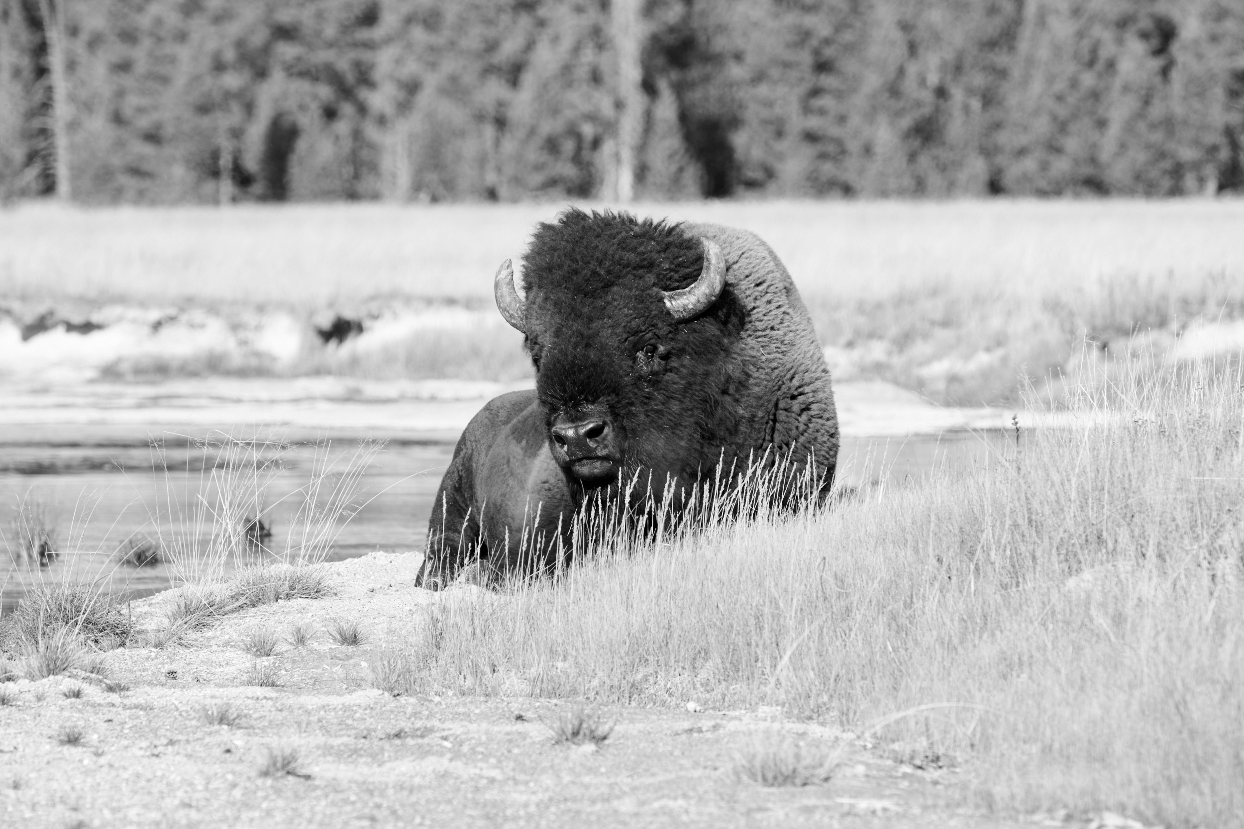 Bison rolling around in Yellowstone National Park by Blake Robertshaw 012.jpg