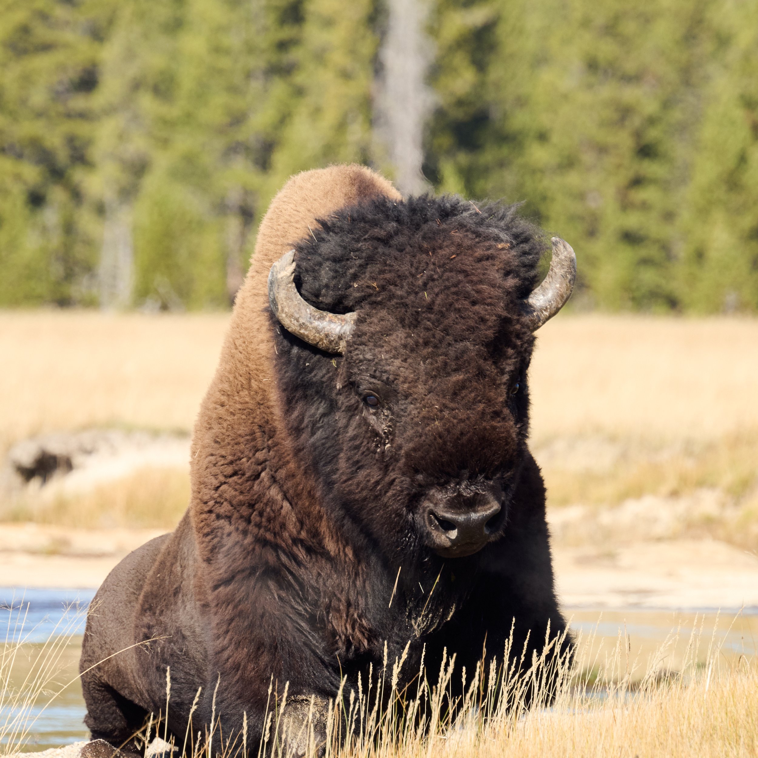 Bison rolling around in Yellowstone National Park by Blake Robertshaw 013.jpg