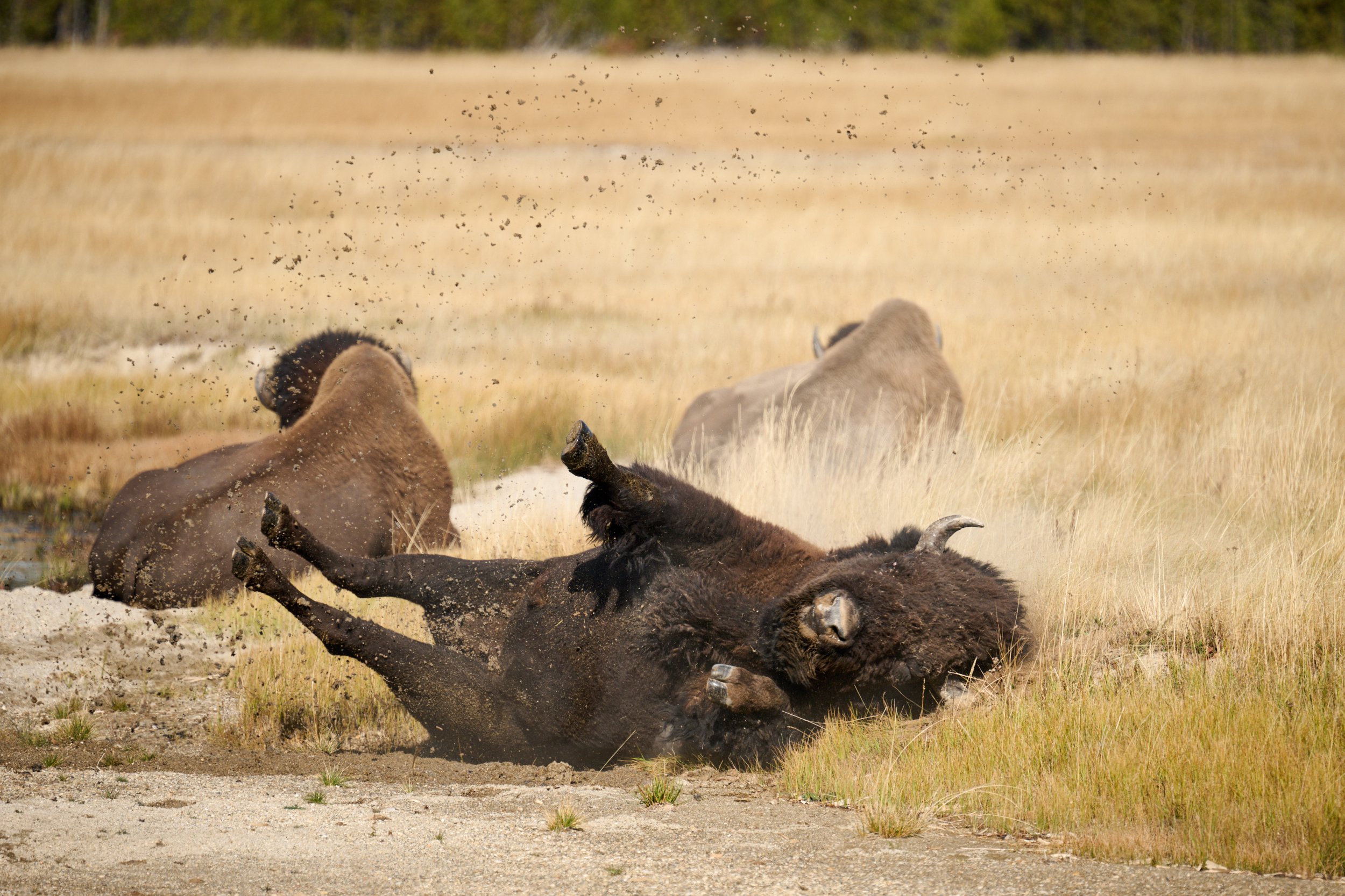 Bison rolling around in Yellowstone National Park by Blake Robertshaw 014.jpg