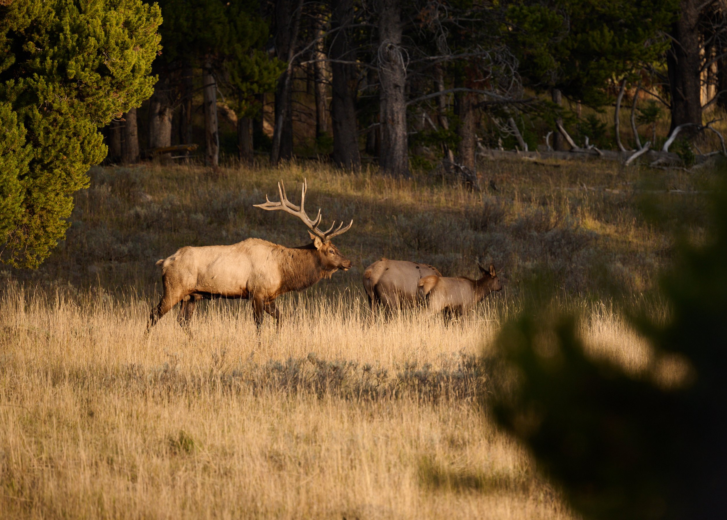 Elk outside Hayden Valley in Yellowstone National Park by Blake Robertshaw 015.jpg