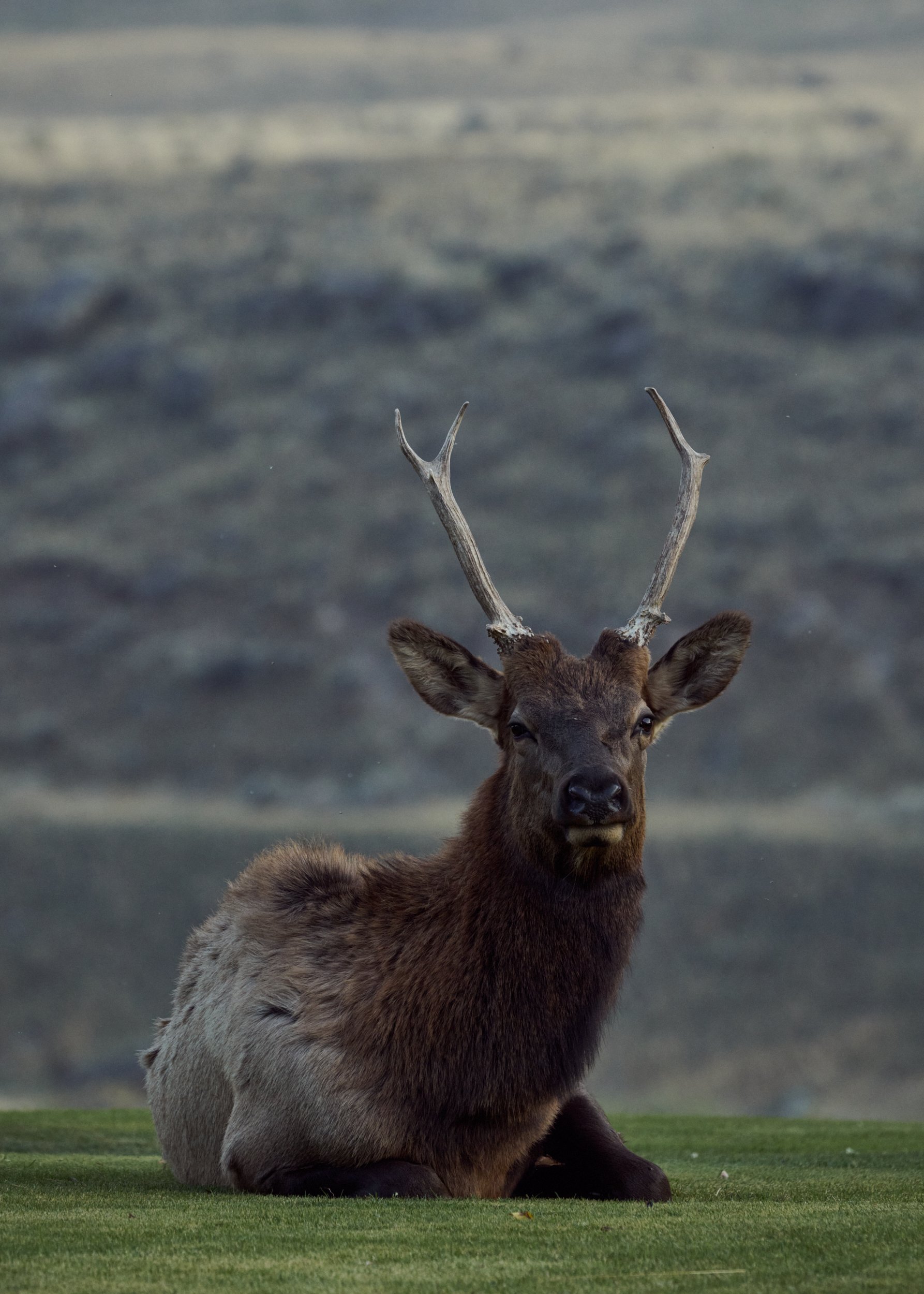 Elk sitting outside Yellowstone Inn by Blake Robertshaw 016.jpg