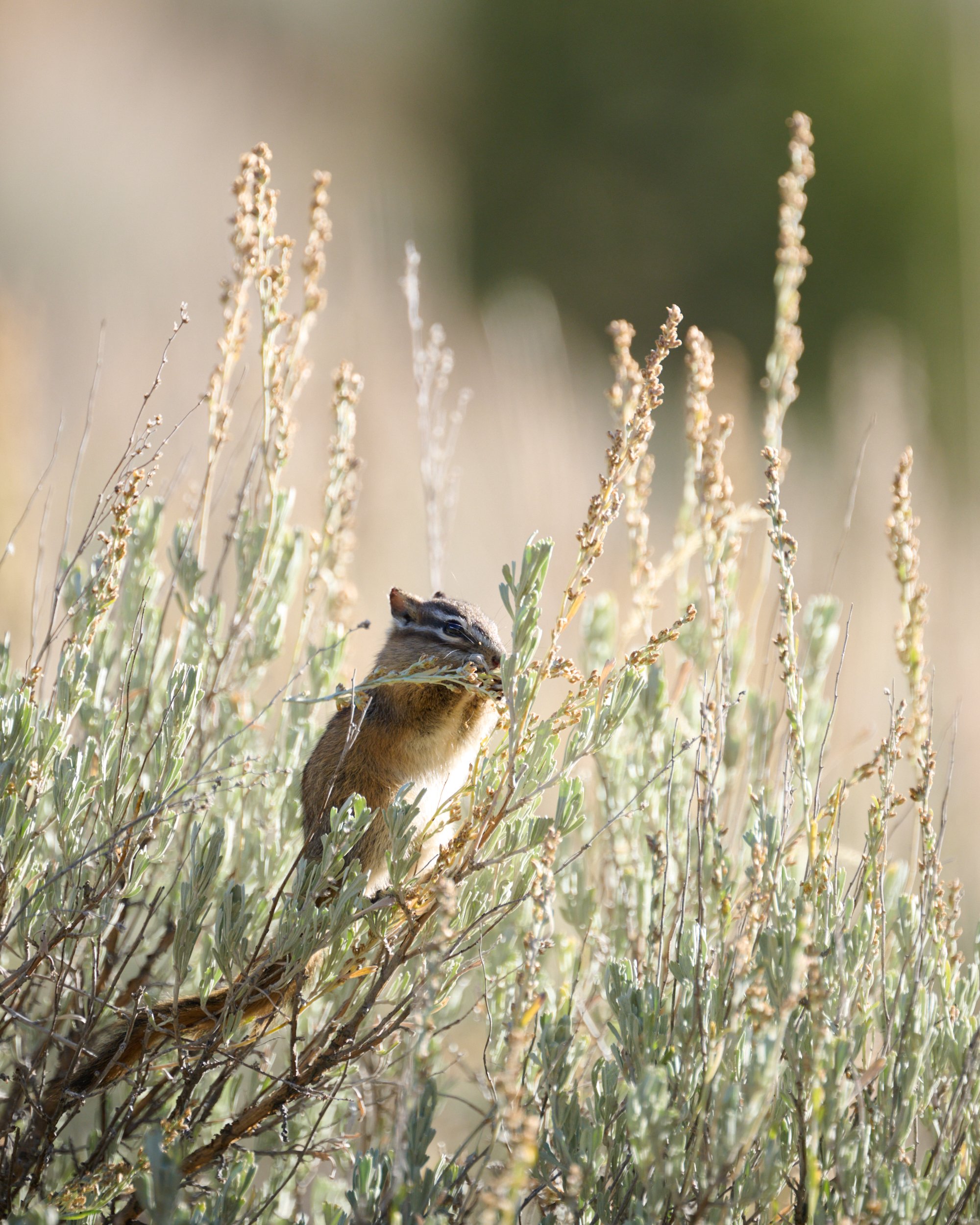 Chipmunk eating sagebrush in Yellowstone by Blake Robertshaw 019.jpg