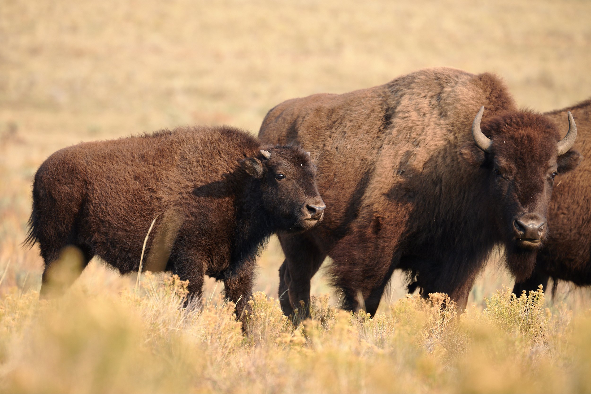 Buffalo and Calf in Yellowstone's Lamar Valley by Blake Robertshaw 020.jpg