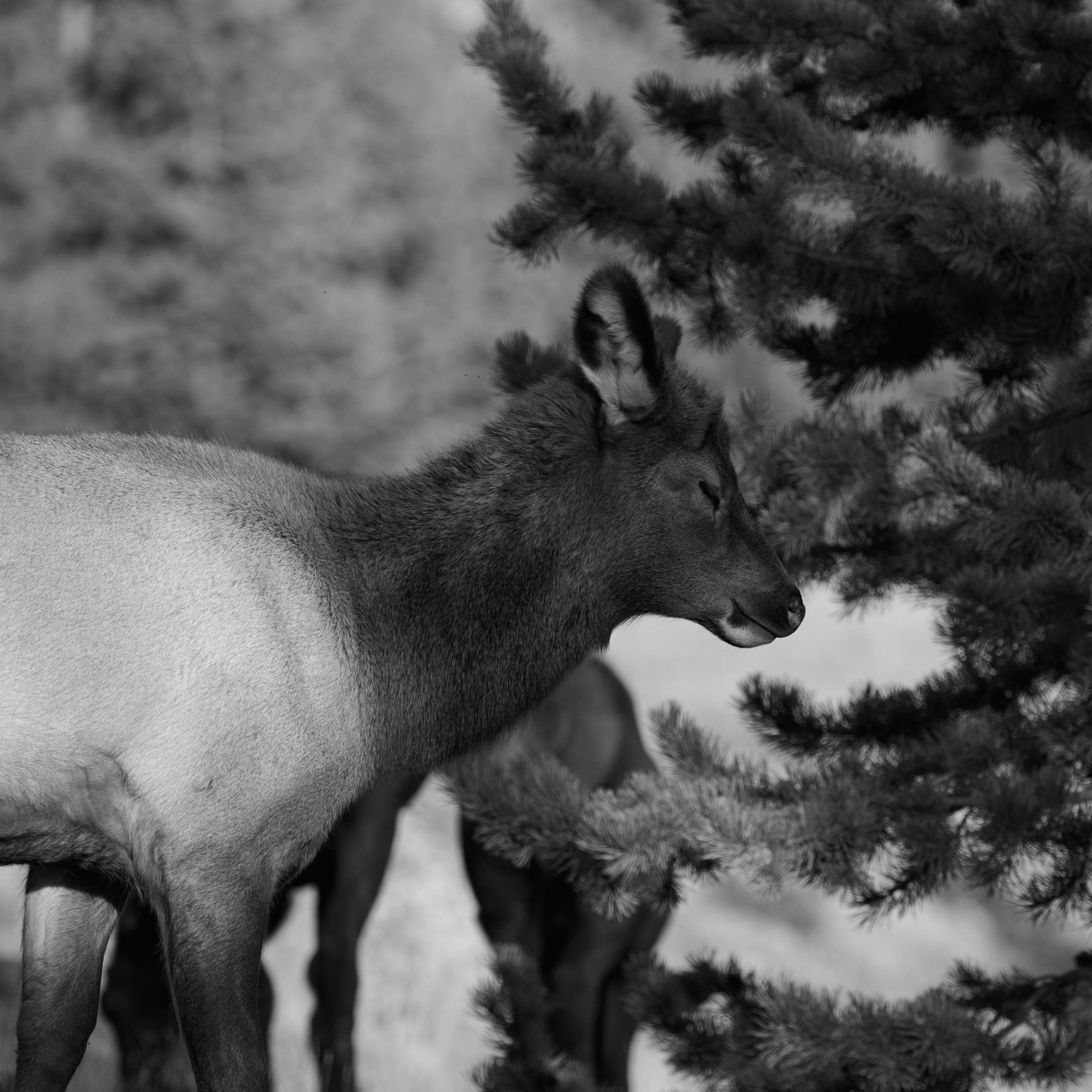 Elk calf at sunset in Madison Campground Yellowstone by Blake Robertshaw 022.jpg