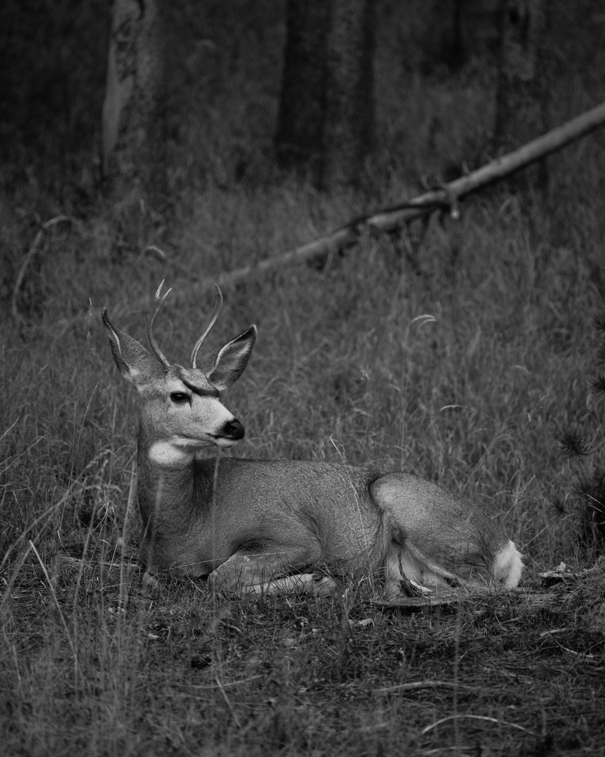 Buck lays in grass near Hayden Valley Yellowstone.jpg