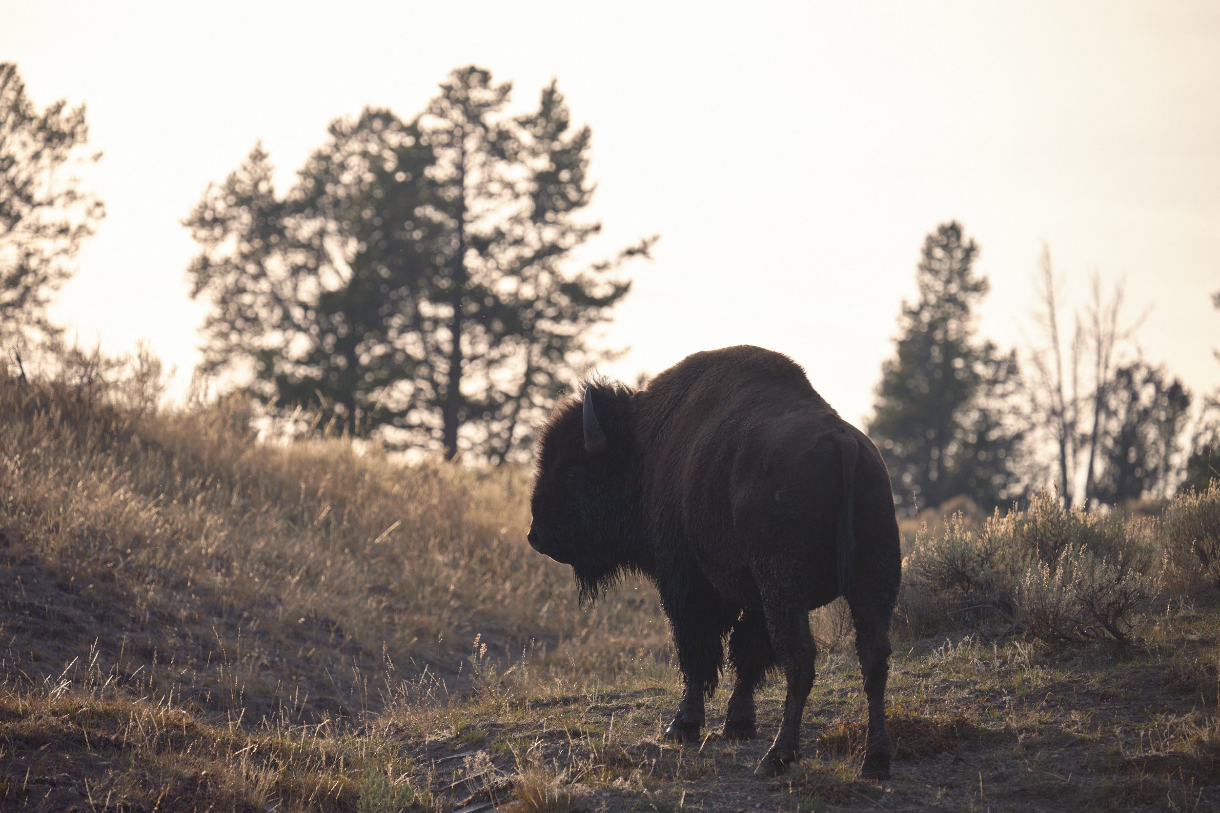 Buffalo at sunset in Hayden Valley Yellowstone by Blake Robertshaw.jpg