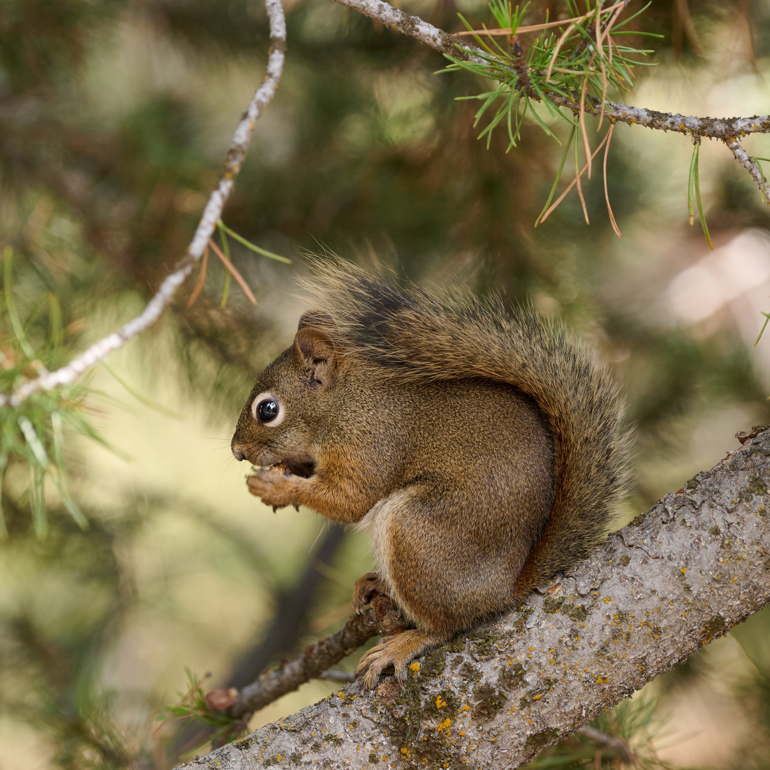 Squirrel in tree near Yellowstone hotpots by Blake Robertshaw.jpg