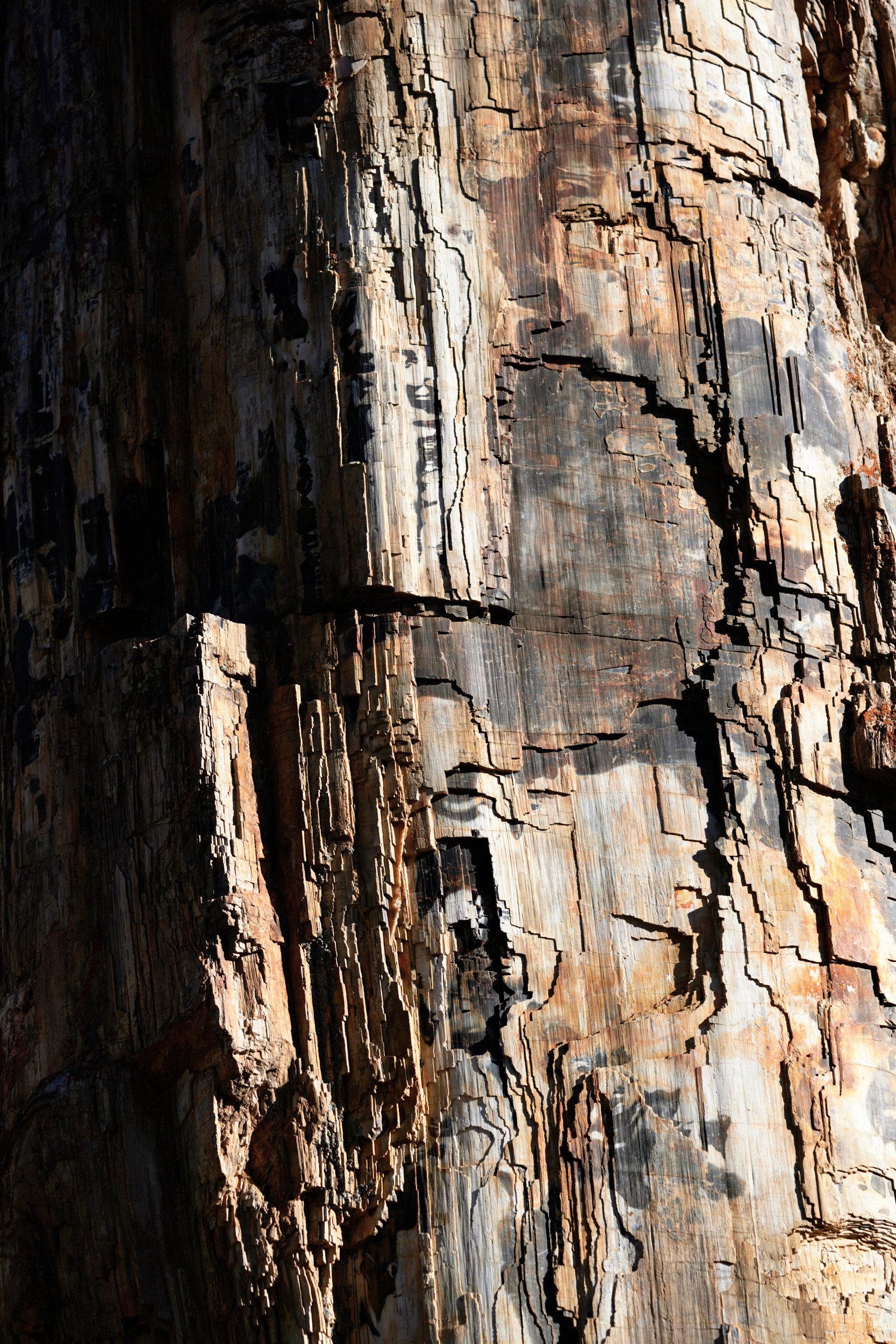 Petrified Tree Yellowstone National Park by Blake Robertshaw.jpg