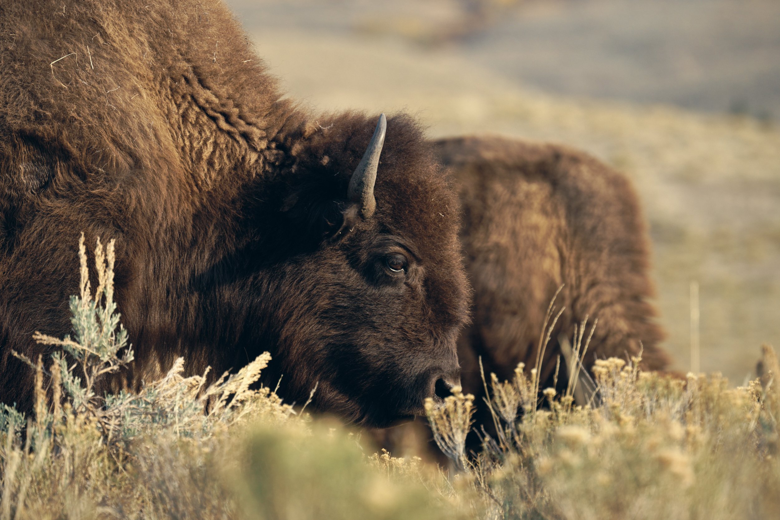 Yellowstone National Park: Reconnecting with a Living Planet