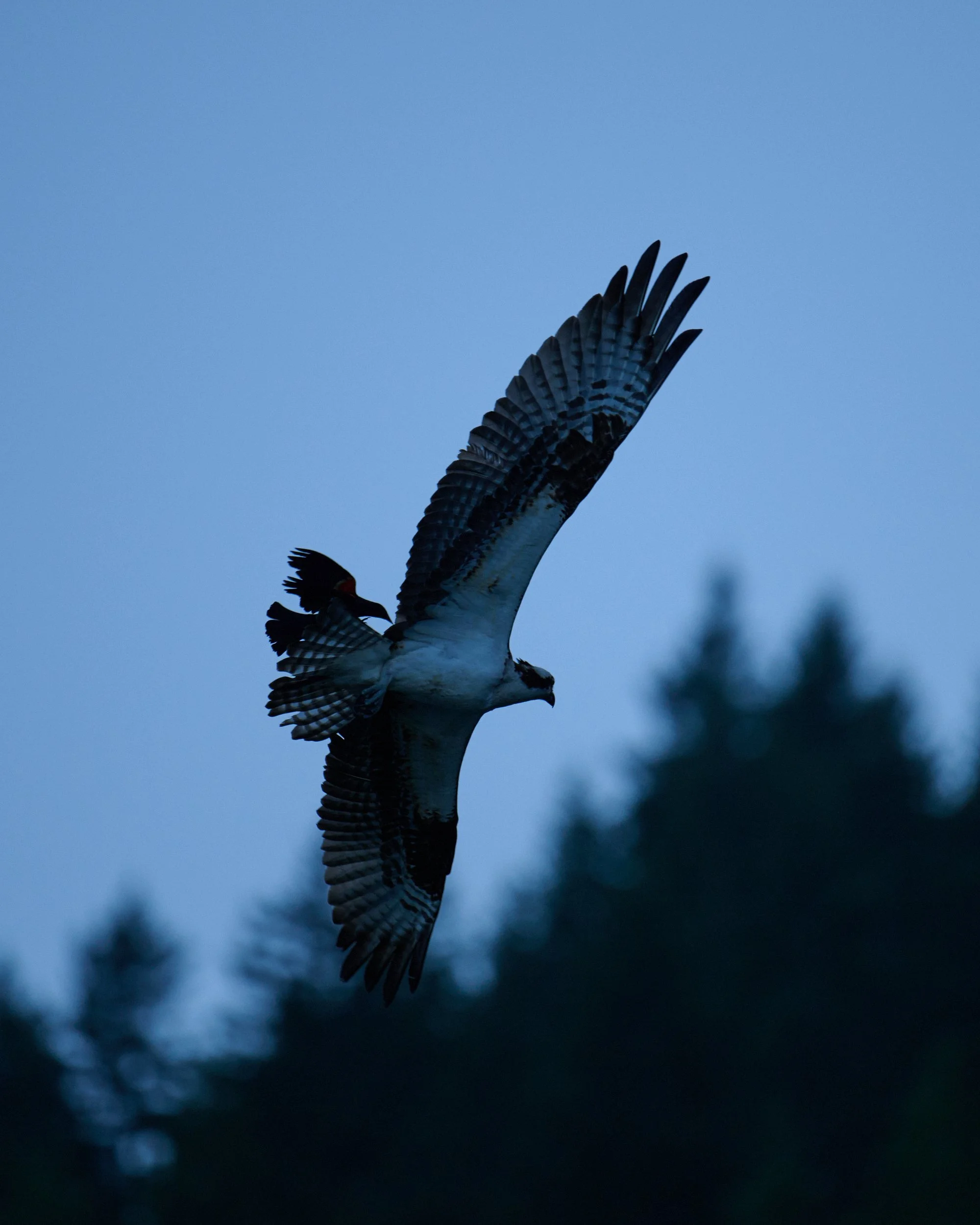 Osprey Attack by Blake Robertshaw  302.jpg